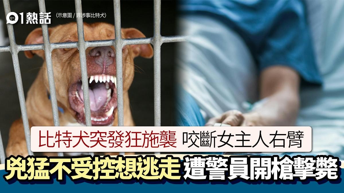 狗咬主人！比特犬突襲擊女主人　右臂連肘咬斷　警員開槍殺狗救人