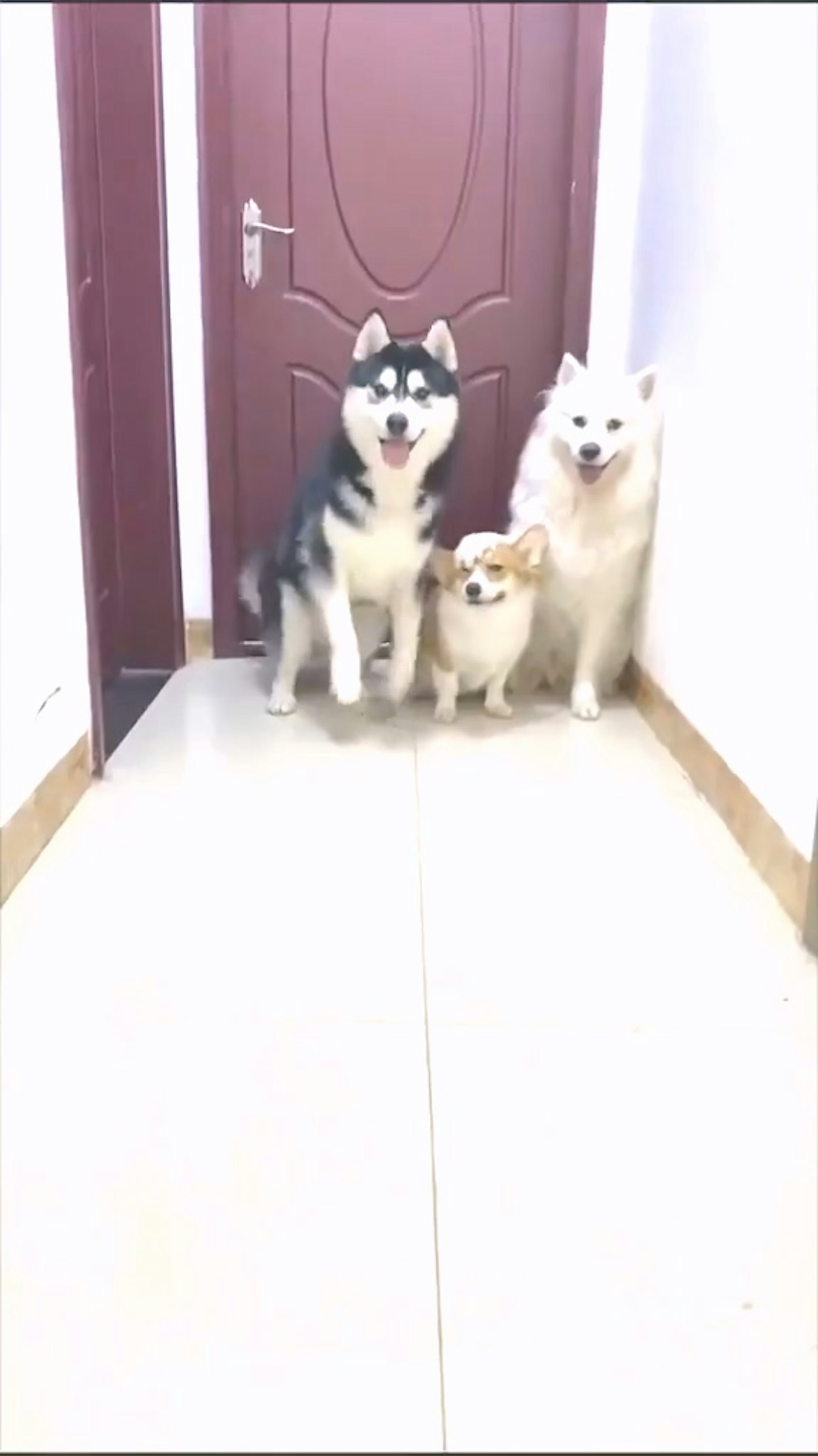 誰會乖乖聽主人指令做出單腳跳?(x@puppiesDoglover) 誰會乖乖聽主人指令做出單腳跳?(x@puppiesDoglover)