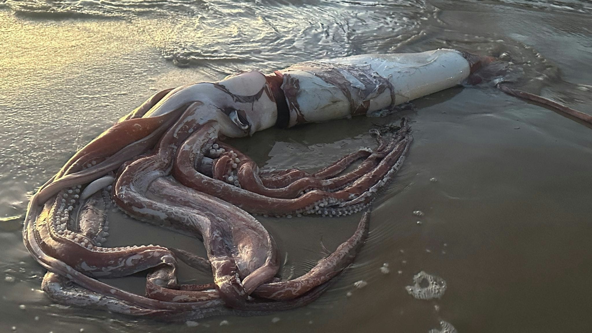 10公尺的大王魷魚擱淺在西班牙一處海灘上（FB@Luis Laria）