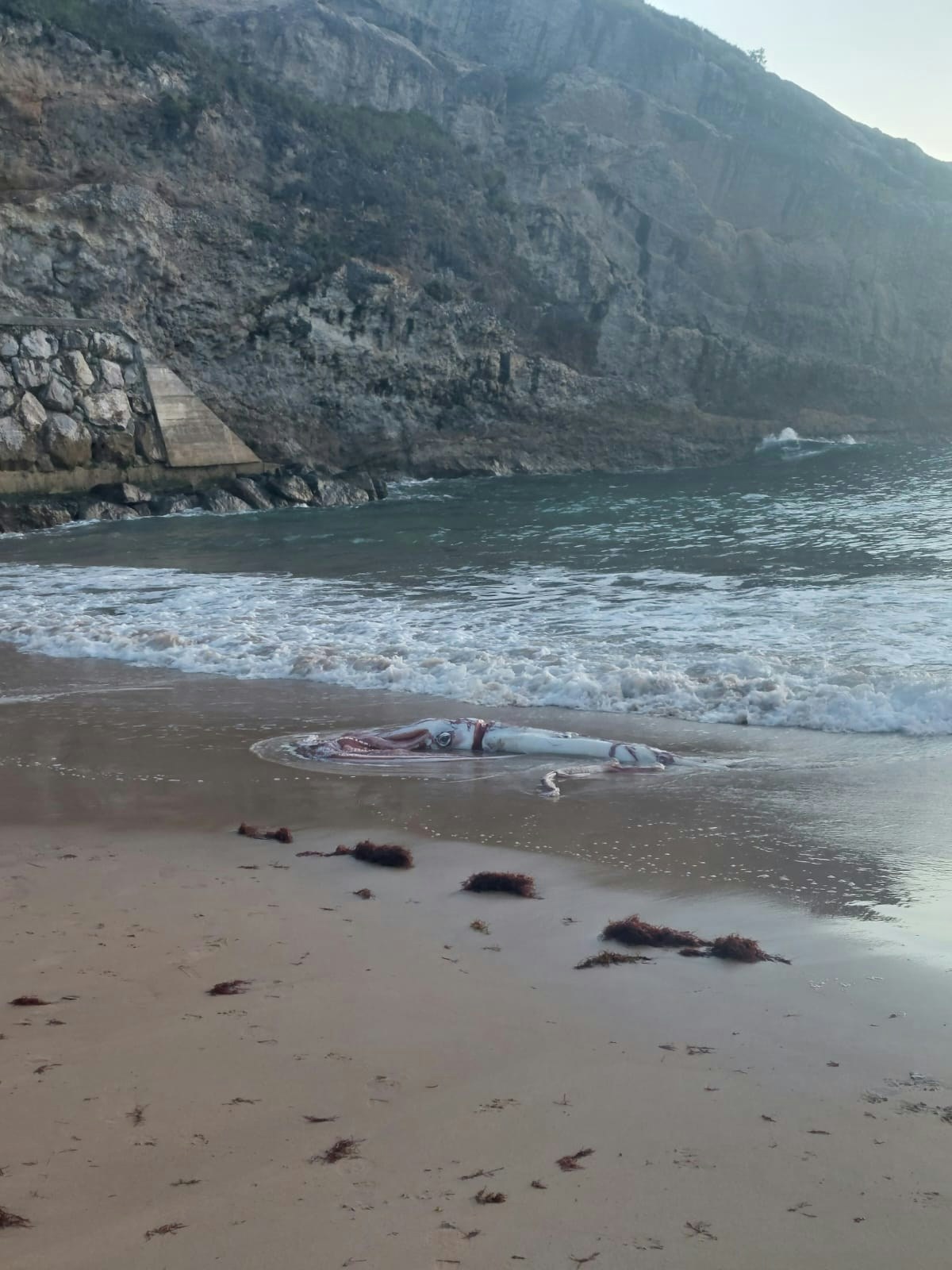 10公尺的大王魷魚擱淺在西班牙一處海灘上（FB@Luis Laria）