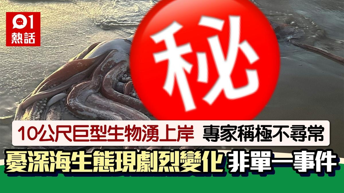 10公尺巨型生物湧上岸　專家稱極不尋常　憂深海生態現劇烈變化