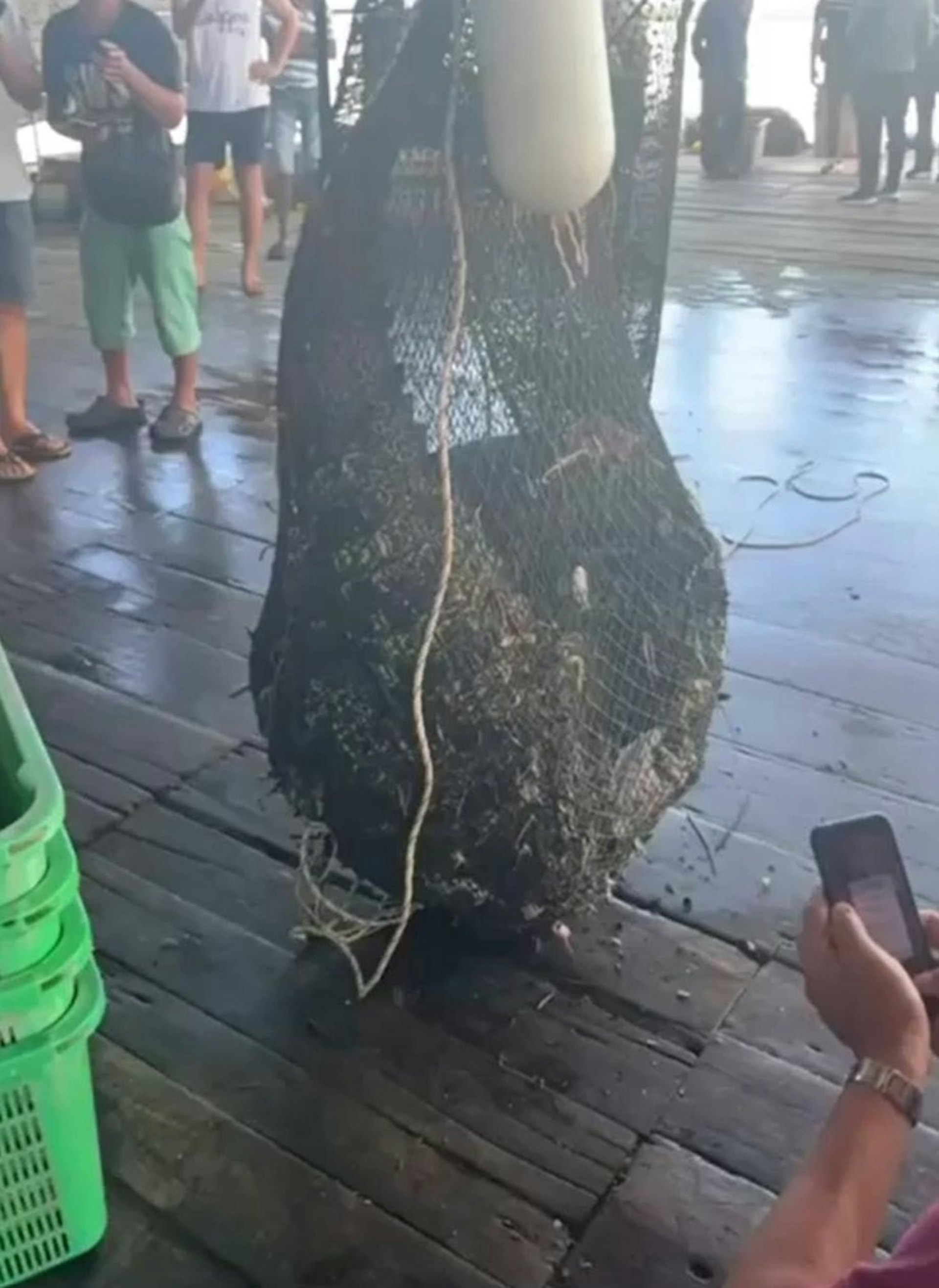 有漁民在海邊起網時,見到網內有龐然大物,滿心以為大豐收,豈料竟是巨型鱷魚。(網上影片截圖) 有漁民在海邊起網時,見到網內有龐然大物,滿心以為大豐收,豈料竟是巨型鱷魚。(網上影片截圖)