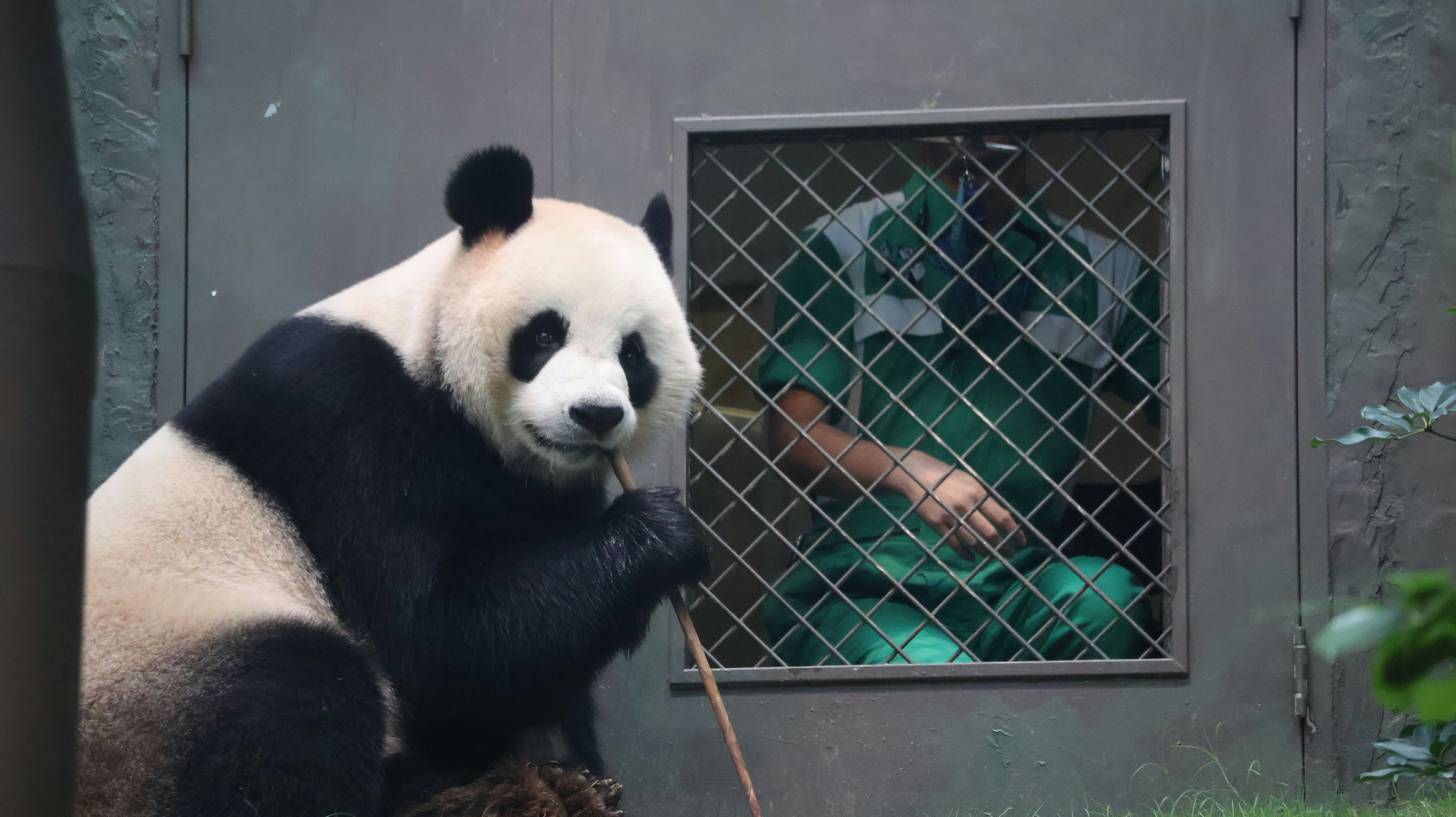 安安在棲息地漫步，熟習新居每個角落。（海洋公園圖片）