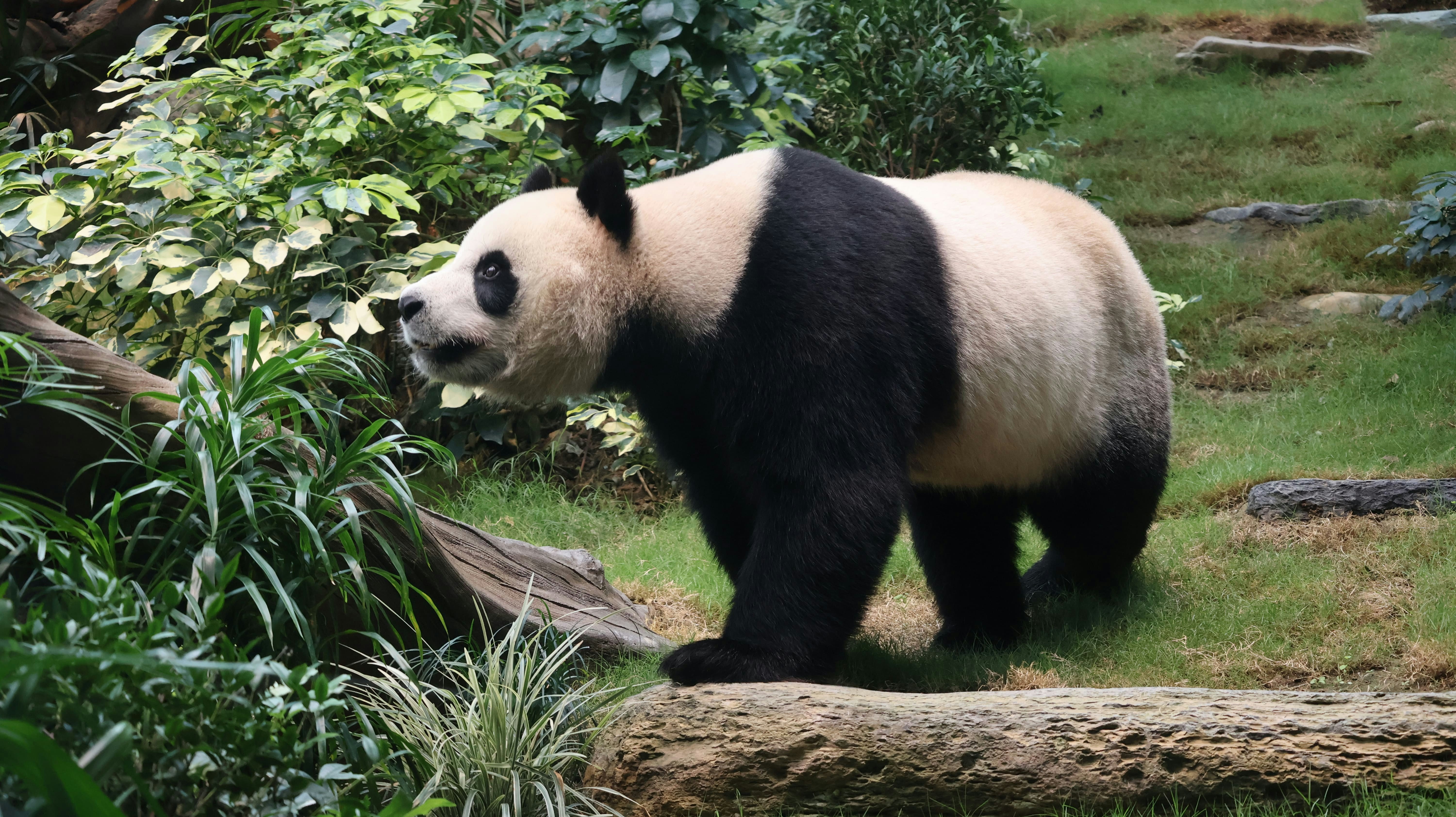 安安在新居探索為牠們特別設計的新設施。（海洋公園圖片）