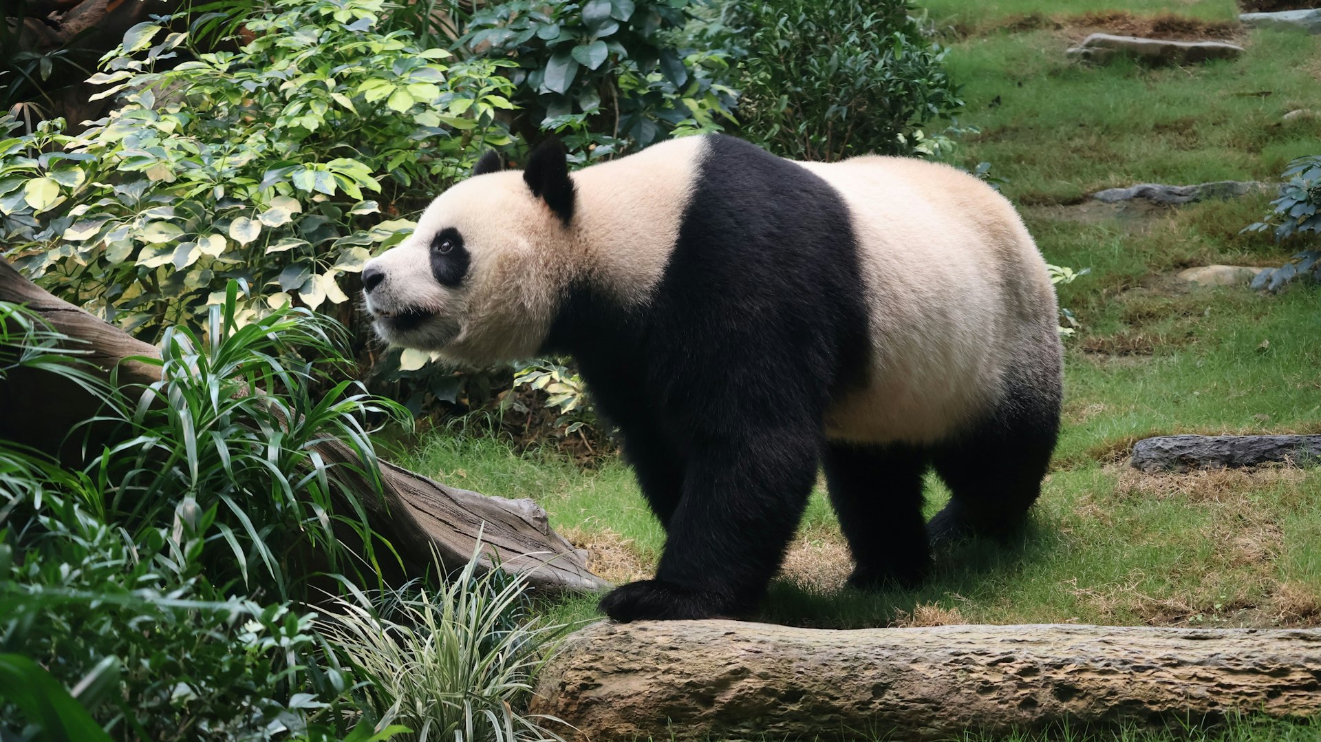 安安在新居探索為牠們特別設計的新設施。(海洋公園圖片) 安安在新居探索為牠們特別設計的新設施。(海洋公園圖片)
