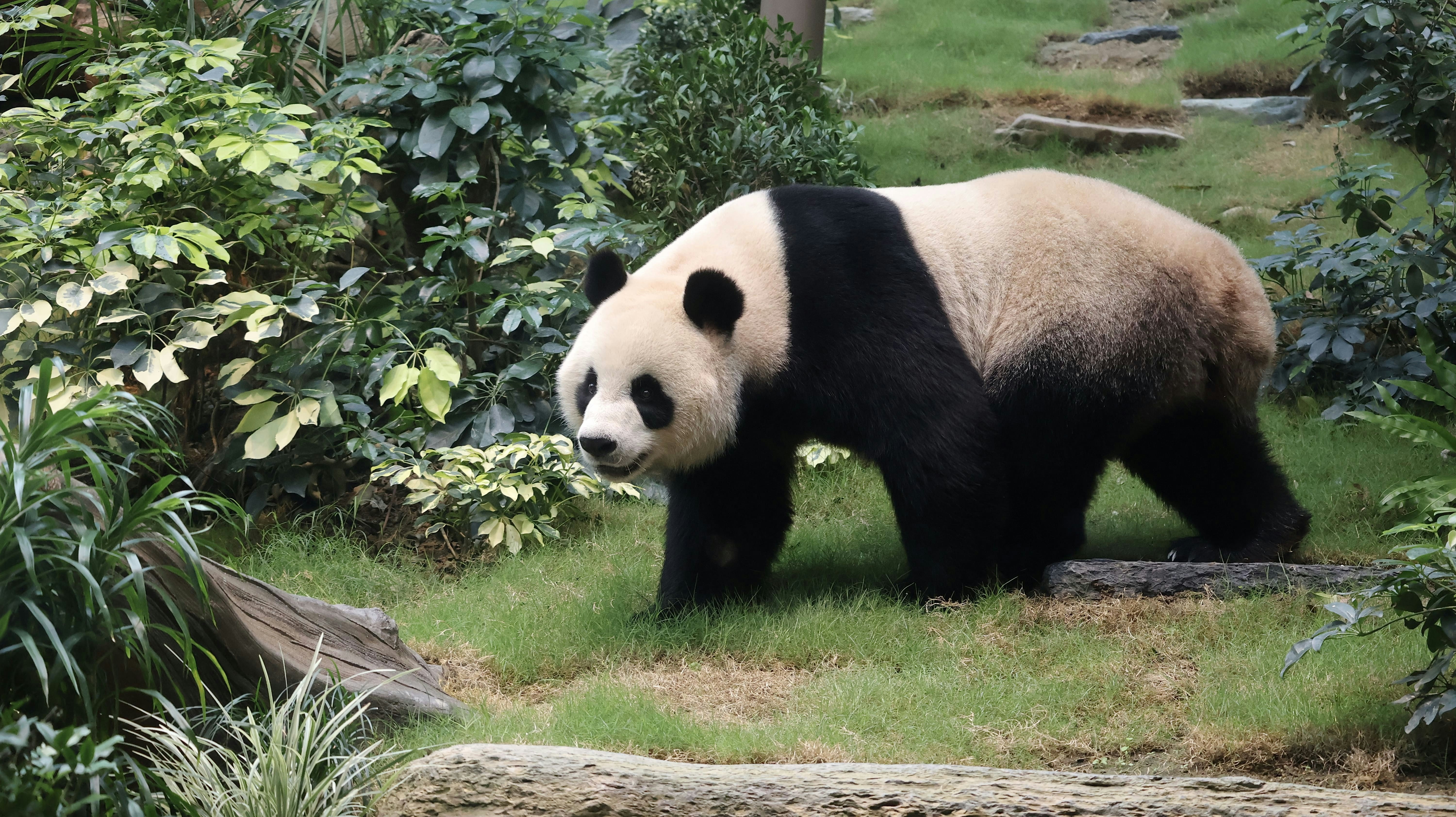 安安在棲息地漫步，熟習新居每個角落。（海洋公園圖片）