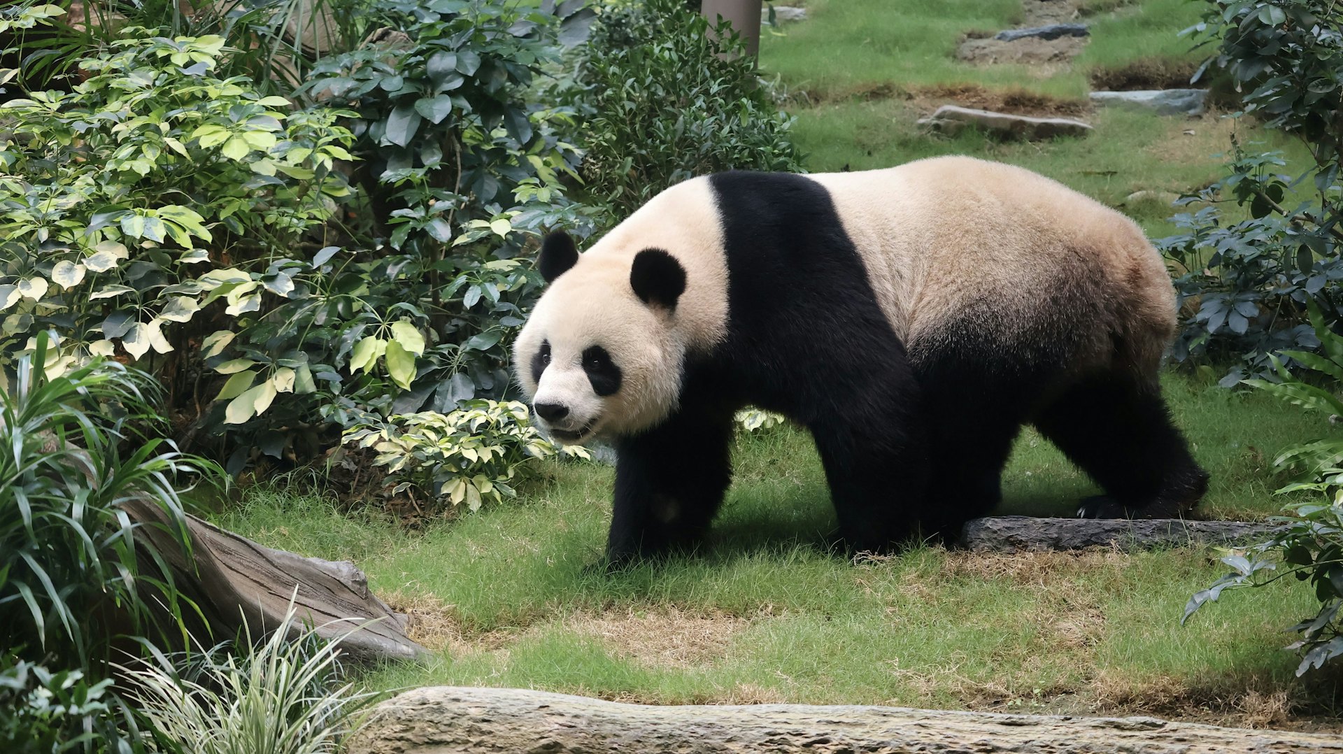 安安在棲息地漫步,熟習新居每個角落。(海洋公園圖片) 安安在棲息地漫步,熟習新居每個角落。(海洋公園圖片)