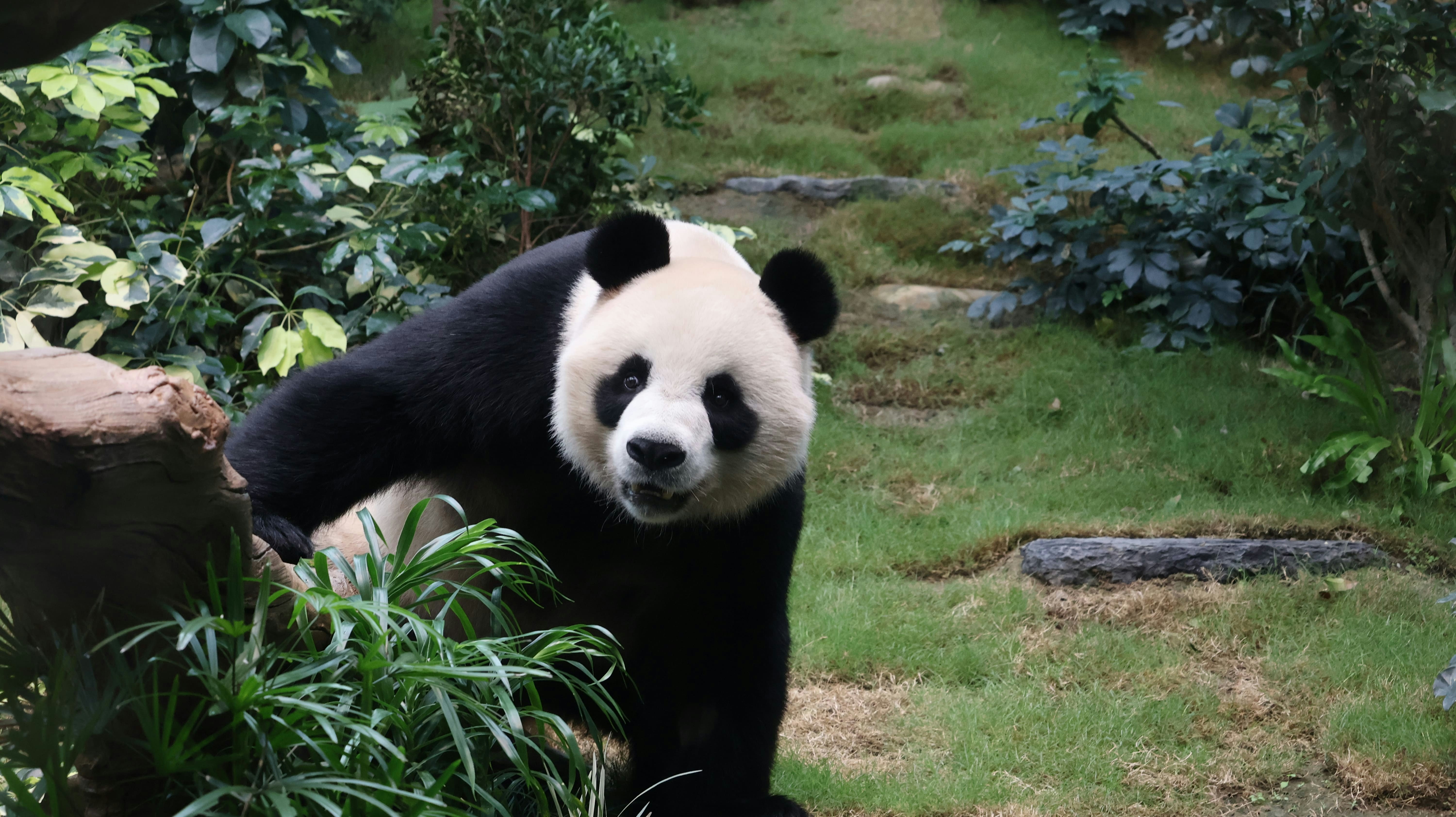 安安在棲息地漫步，熟習新居每個角落。（海洋公園圖片）