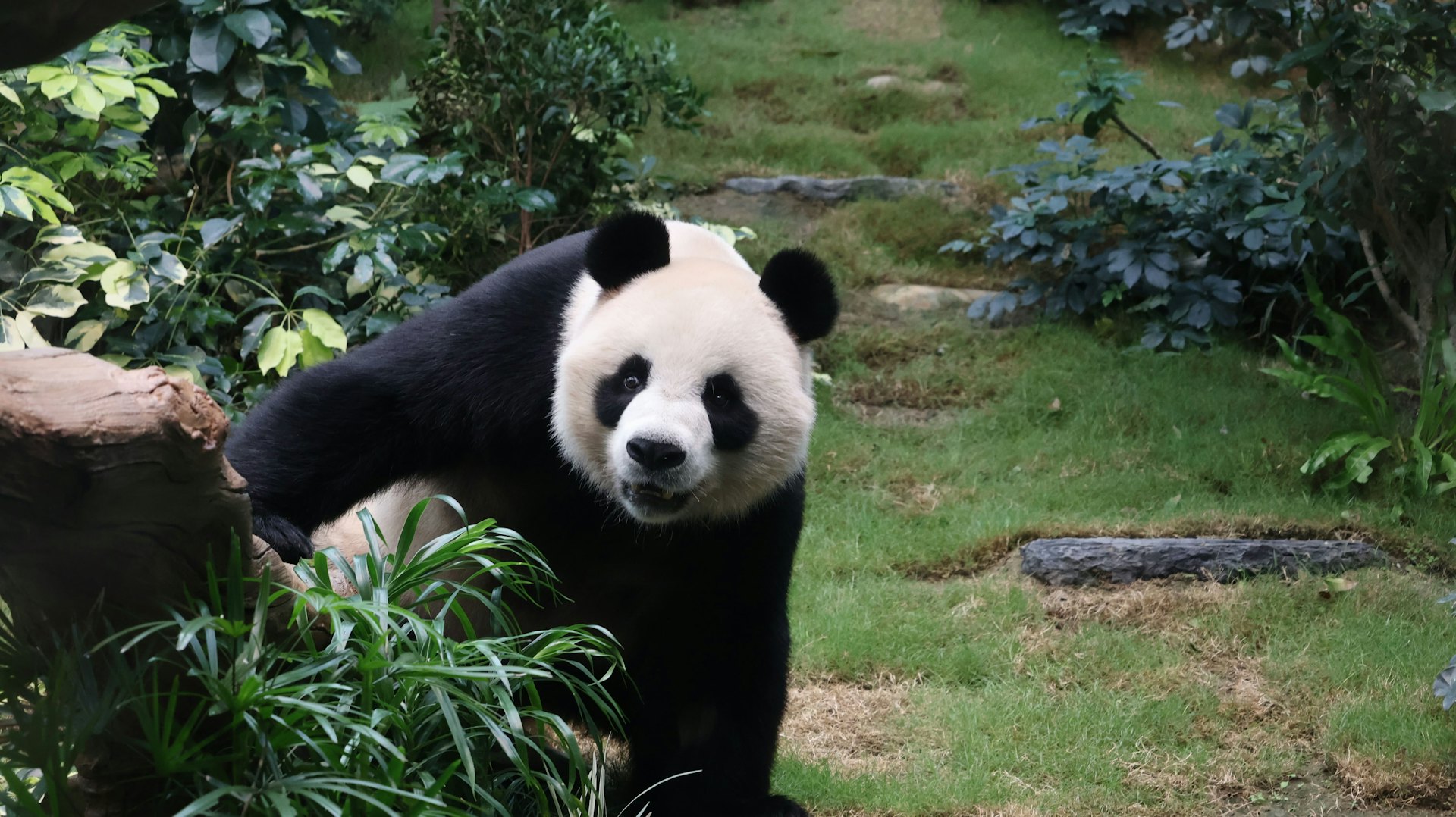 安安在棲息地漫步,熟習新居每個角落。(海洋公園圖片) 安安在棲息地漫步,熟習新居每個角落。(海洋公園圖片)