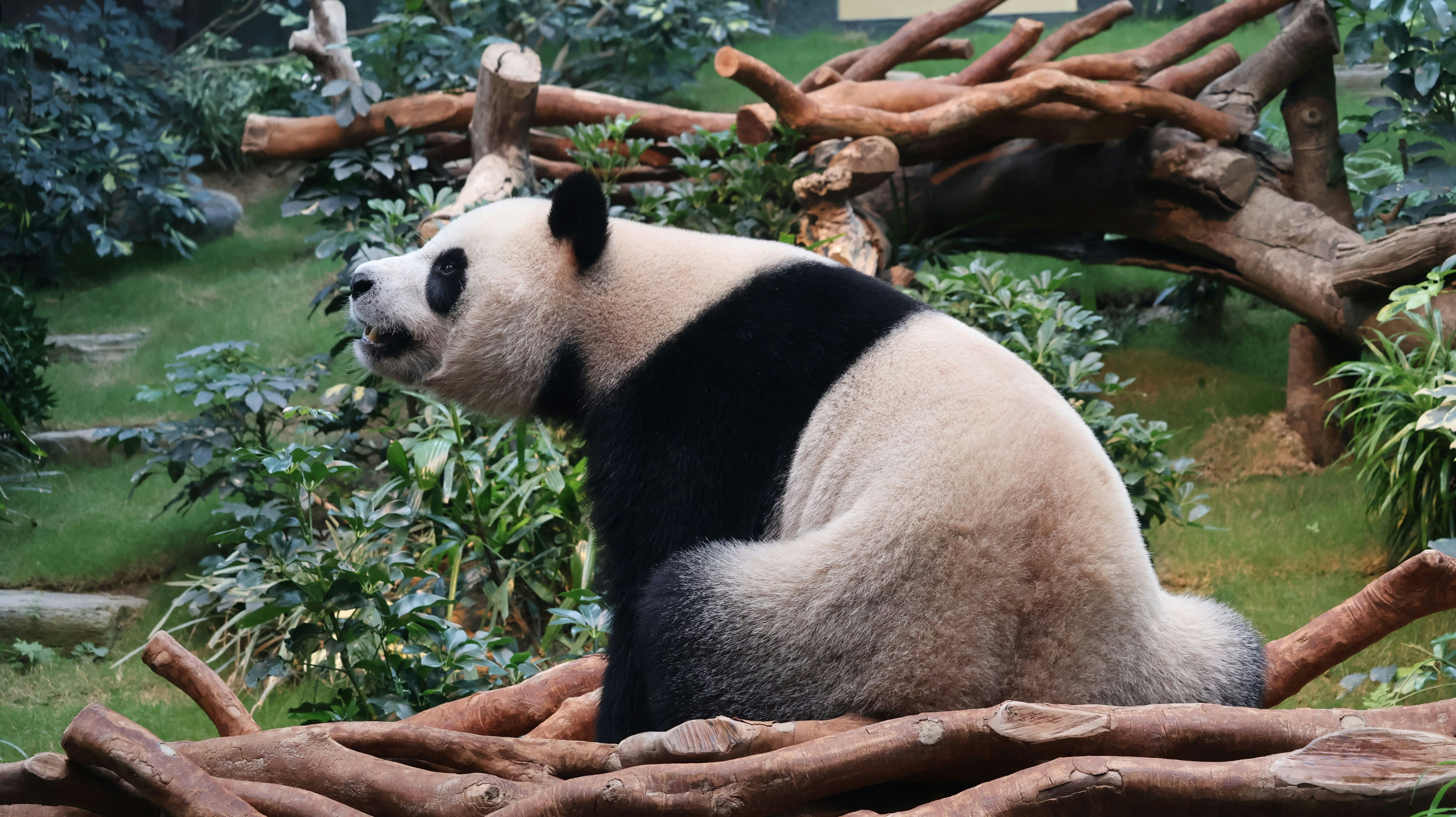 安安在棲息地漫步，熟習新居每個角落。（海洋公園圖片）