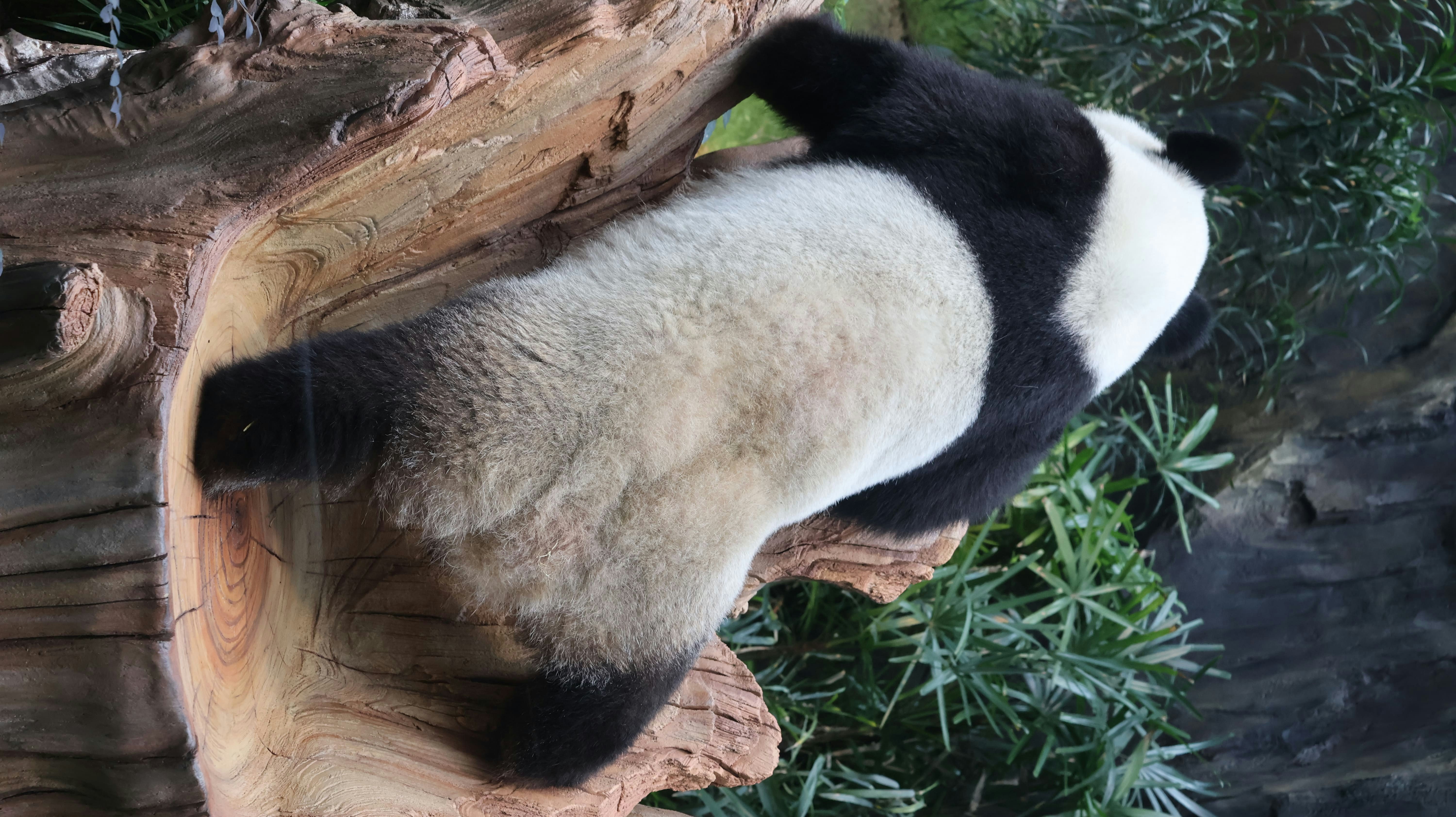 可可逐一嘗試攀爬設施，找出最佳位置享受自我空間。（海洋公園圖片）