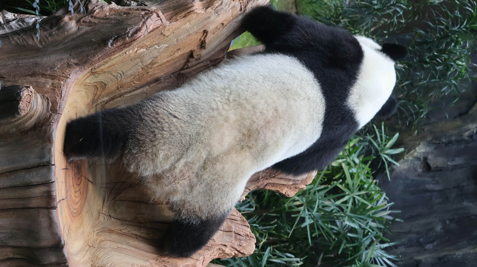 可可逐一嘗試攀爬設施,找出最佳位置享受自我空間。(海洋公園圖片) 可可逐一嘗試攀爬設施,找出最佳位置享受自我空間。(海洋公園圖片)