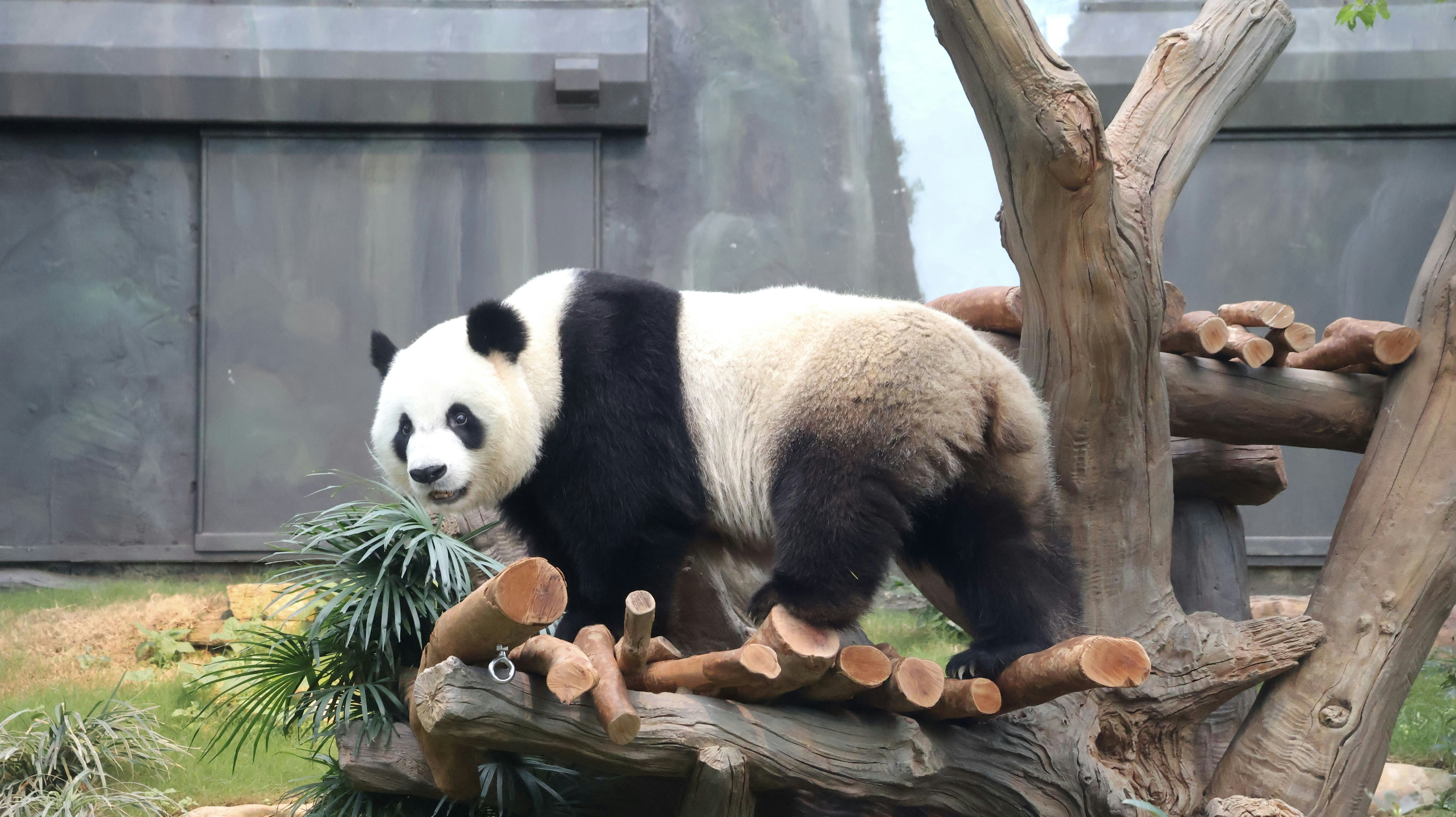 可可在新居探索為牠們特別設計的新設施。（海洋公園圖片）