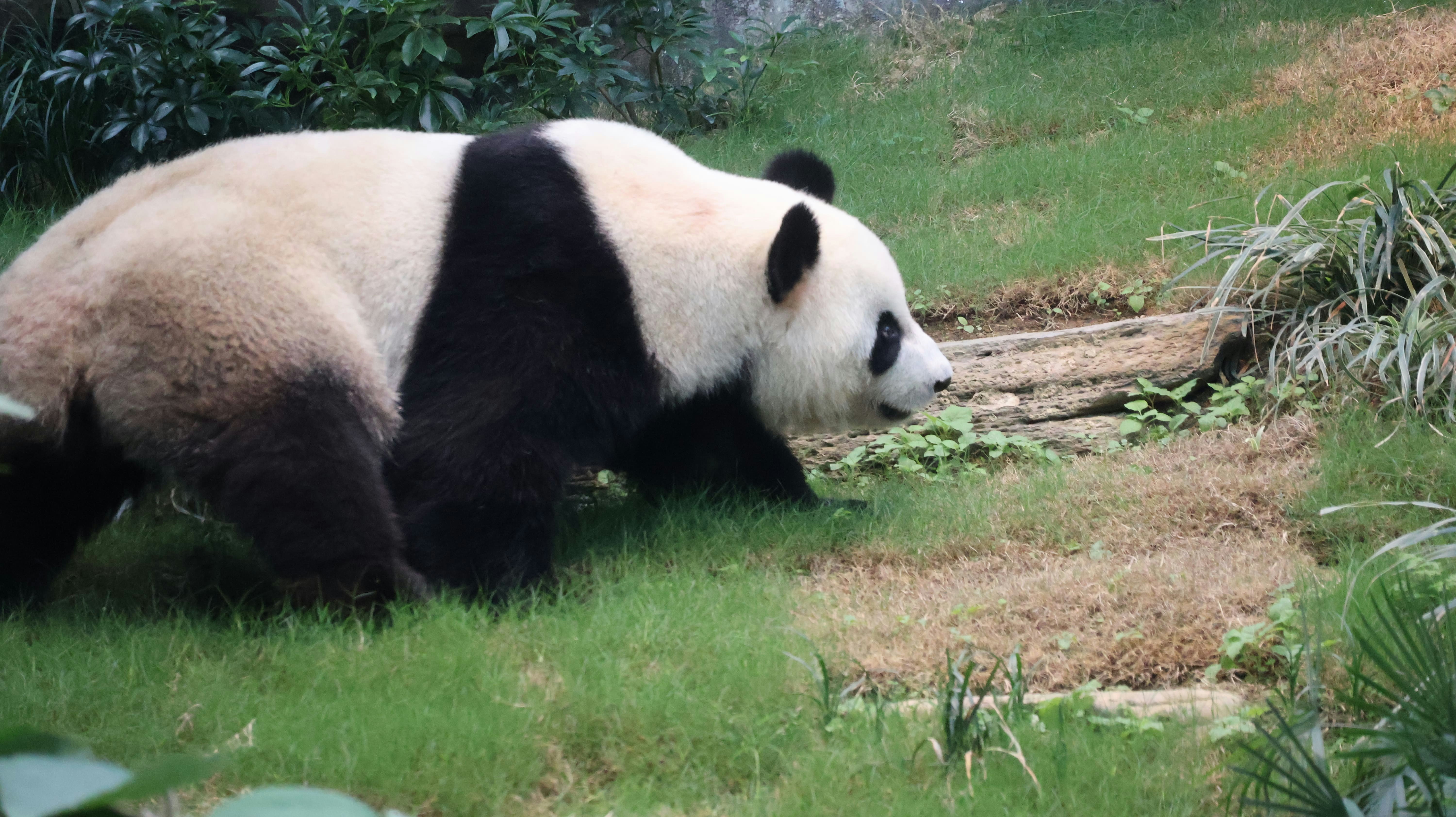 可可逐一嘗試攀爬設施，找出最佳位置享受自我空間。（海洋公園圖片）