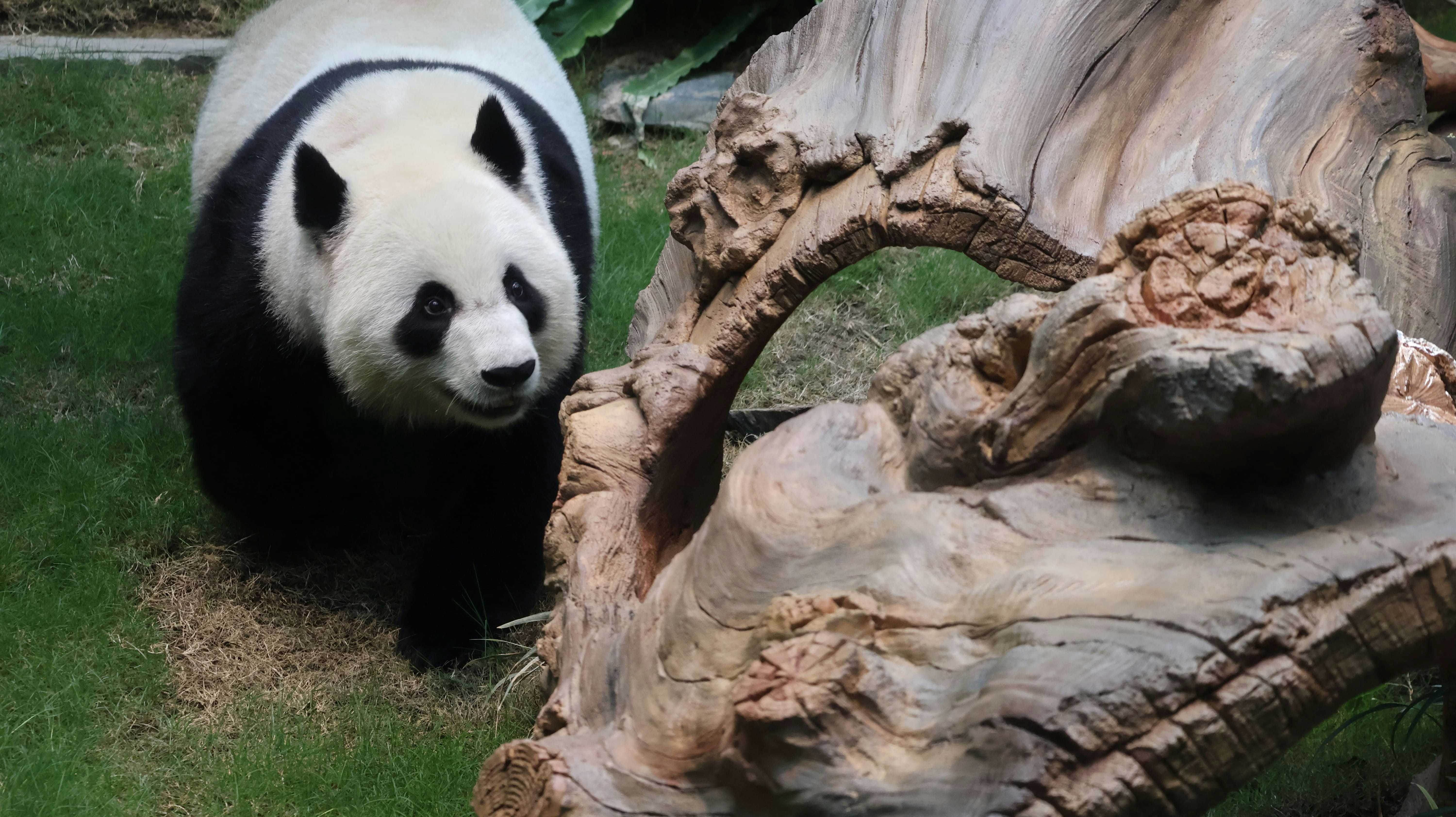 可可逐一嘗試攀爬設施，找出最佳位置享受自我空間。（海洋公園圖片）