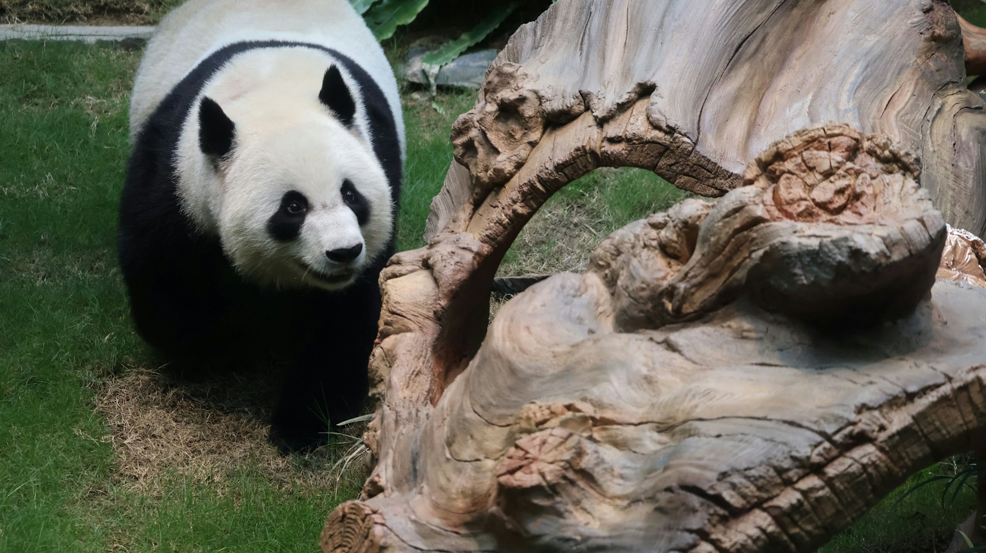 可可逐一嘗試攀爬設施,找出最佳位置享受自我空間。(海洋公園圖片) 可可逐一嘗試攀爬設施,找出最佳位置享受自我空間。(海洋公園圖片)