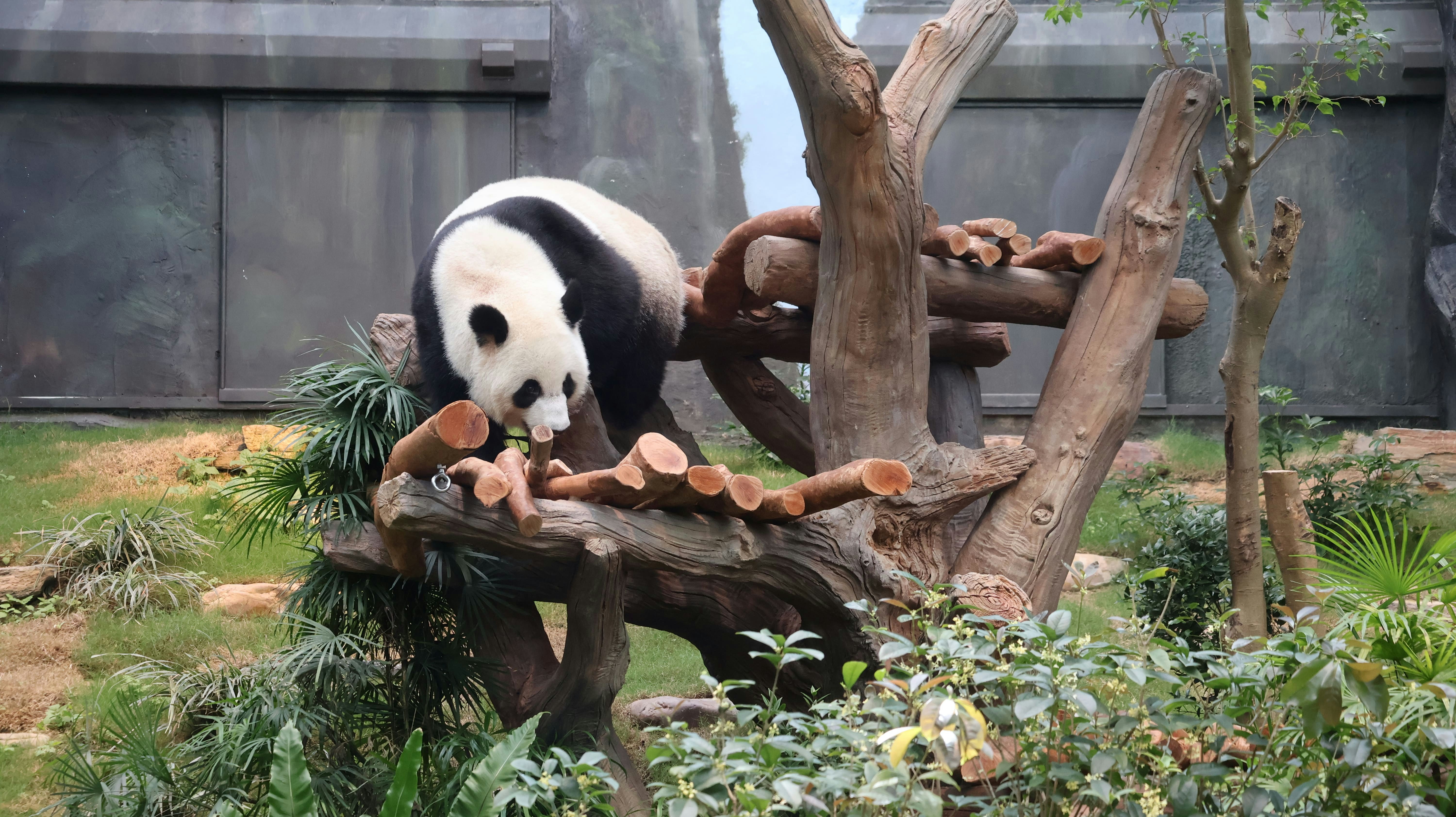 可可逐一嘗試攀爬設施，找出最佳位置享受自我空間。（海洋公園圖片）