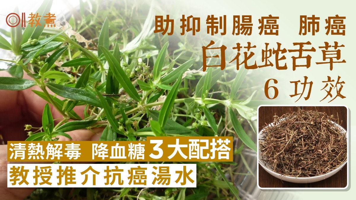 白花蛇舌草功效|降血糖紓緩癌病症狀6功效 3類人不宜+抗癌湯水 白花蛇舌草功效|降血糖紓緩癌病症狀6功效 3類人不宜+抗癌湯水