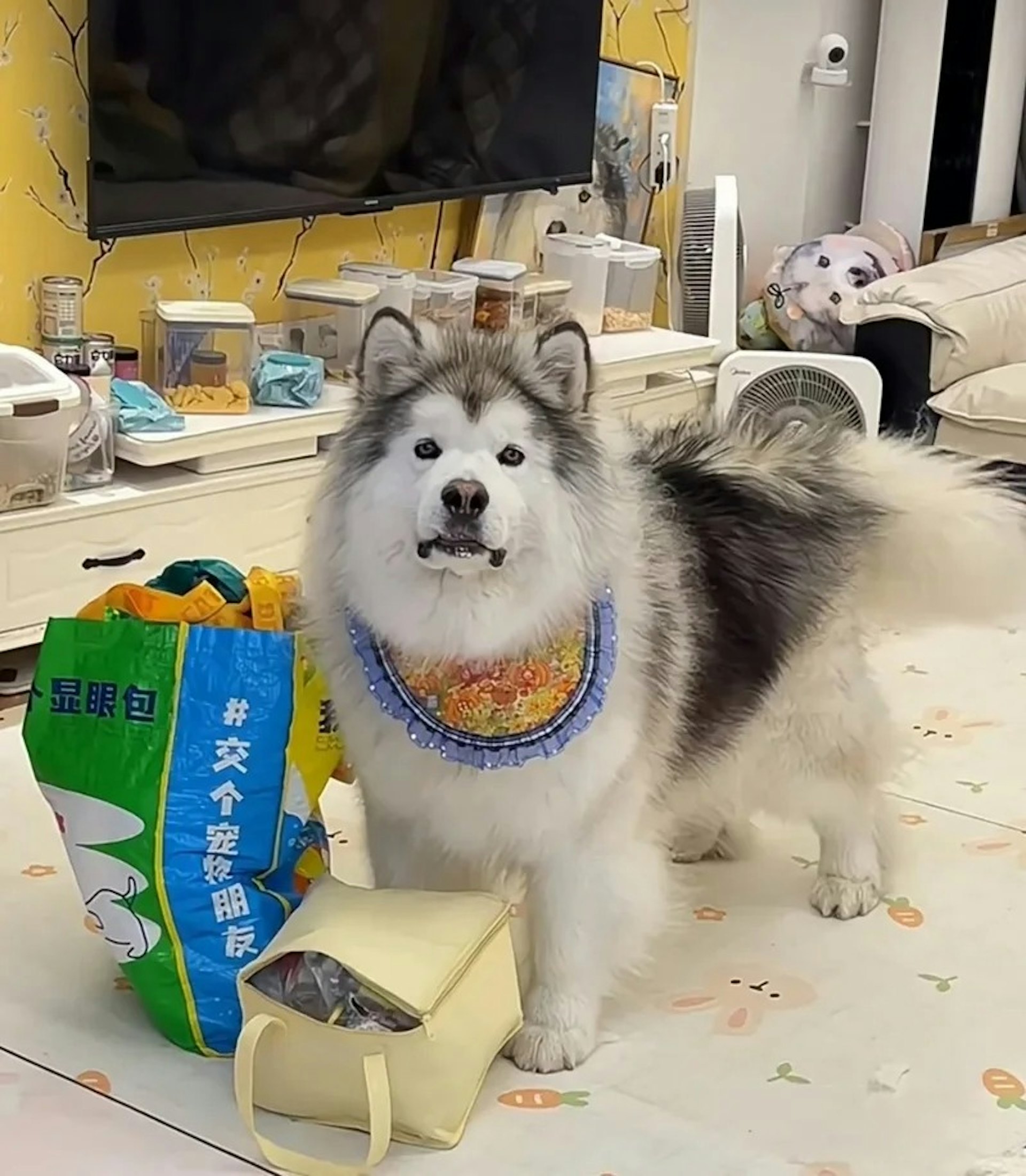 雪橇犬以為飼主搬家丟下牠,跑到行李旁排隊。(小紅書@我家小南楓鴨) 雪橇犬以為飼主搬家丟下牠,跑到行李旁排隊。(小紅書@我家小南楓鴨)
