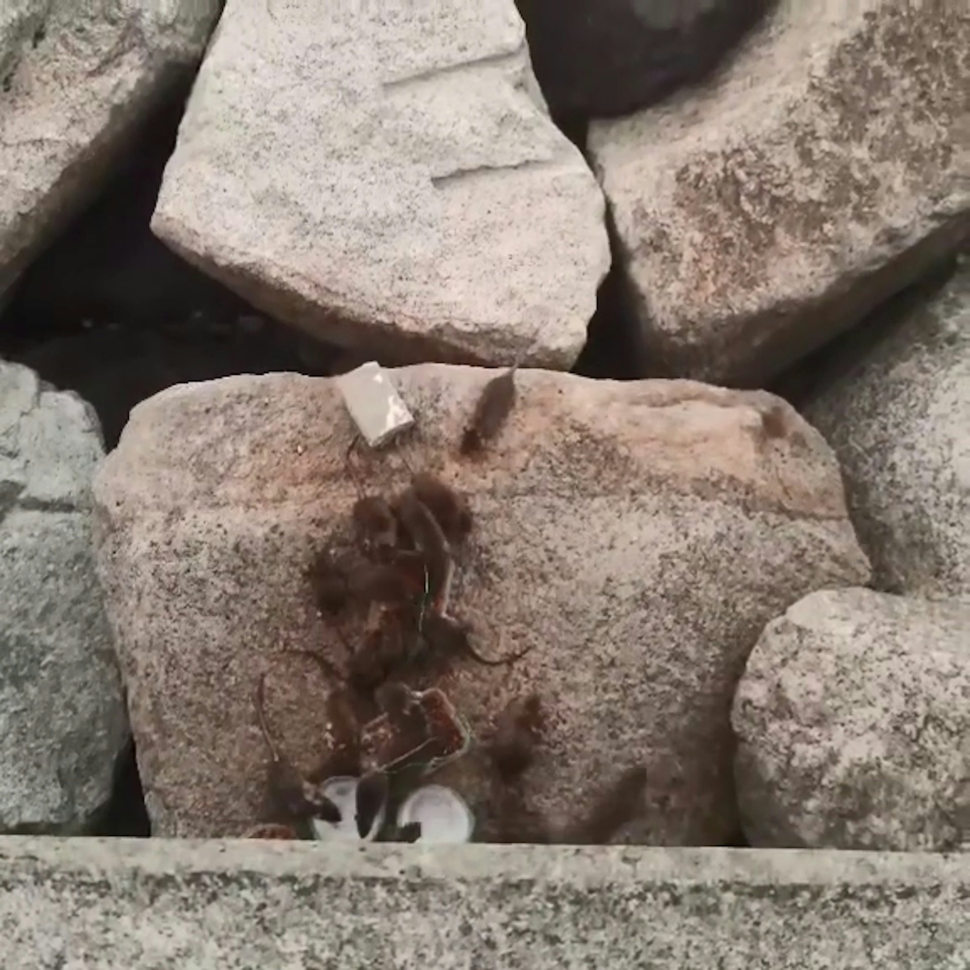 《草案》亦包括調整法庭可就蟲鼠滋生、雜物佔用公眾地方以致妨礙垃圾清掃、非法展示或張貼招貼或海報相關罪行判處的最高罰則(fb專頁「屯門友」影片截圖) 《草案》亦包括調整法庭可就蟲鼠滋生、雜物佔用公眾地方以致妨礙垃圾清掃、非法展示或張貼招貼或海報相關罪行判處的最高罰則(fb專頁「屯門友」影片截圖)