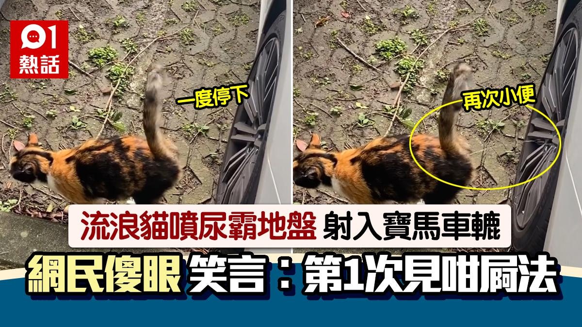 抓到壞貓咪!牠這樣噴尿霸地盤 寶馬遭殃網民笑︰幫輪胎上潤滑油 抓到壞貓咪!牠這樣噴尿霸地盤 寶馬遭殃網民笑︰幫輪胎上潤滑油
