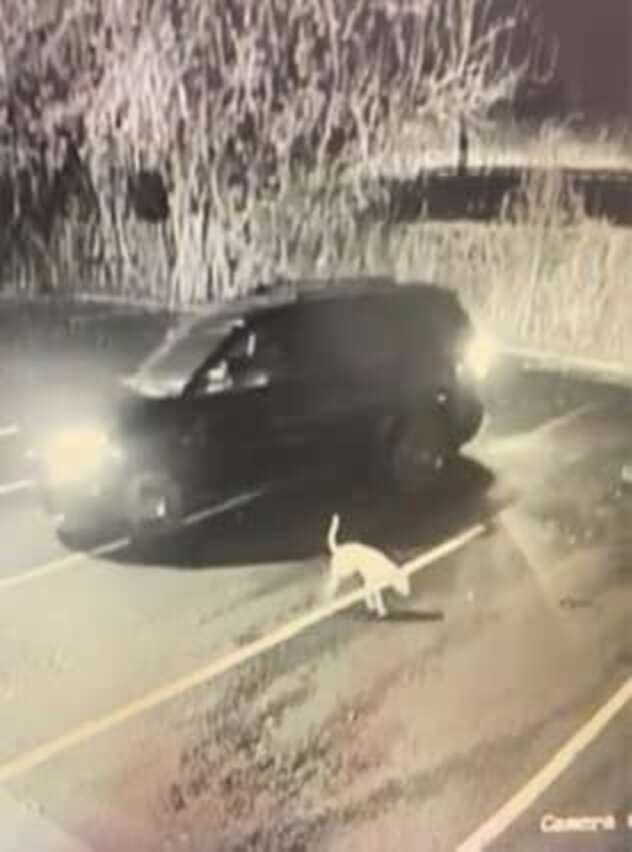 一名飼主開車帶愛犬到動物醫院的停車場，原本狗狗以為是要來散步的，結果飼主示意狗狗先下車後，頭也不回的立刻加速逃逸，狗狗本身一條腿骨折，知道自己追不上飼主還是拼命去追，直到真的沒力才停下。（Humane Society for Greater Savannah）