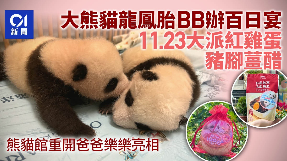 大熊貓BB|11.23百日宴派紅雞蛋薑醋 熊貓館重開爸爸樂樂見大家 大熊貓BB|11.23百日宴派紅雞蛋薑醋 熊貓館重開爸爸樂樂見大家
