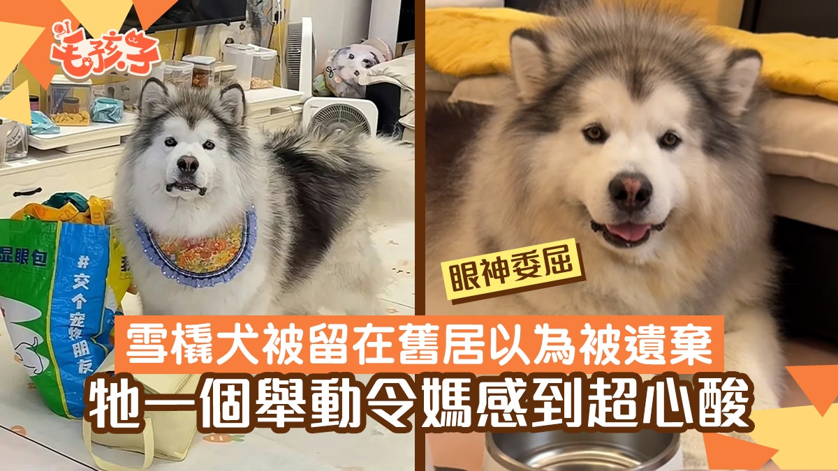 雪橇犬以為媽媽搬家要將牠丟棄 默默跟到行李旁排隊:眼神好委屈 雪橇犬以為媽媽搬家要將牠丟棄 默默跟到行李旁排隊:眼神好委屈