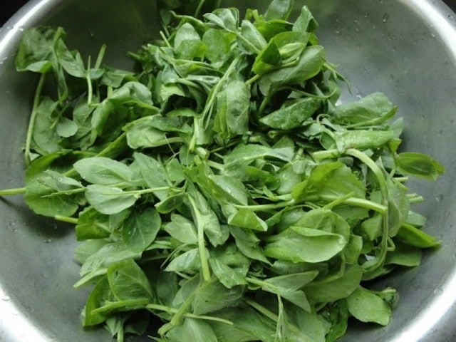 豆苗尾端帶有豆莖。（網上圖片）
