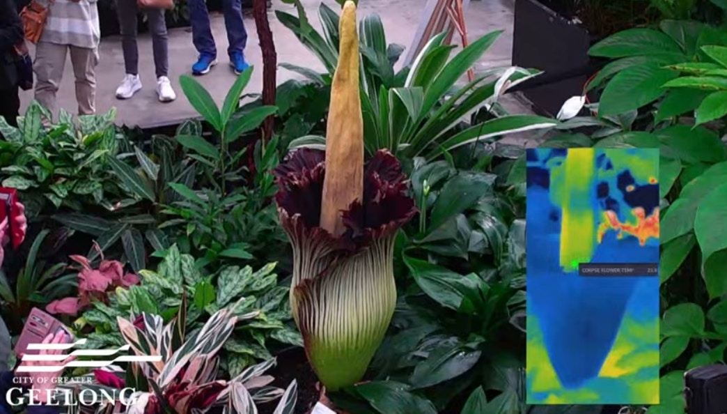 澳洲墨爾本最近有一朵稀有的泰坦魔芋（俗稱「屍花」）盛開，散發出濃烈的腐臭氣味，吸引成千上萬人湧入吉朗市的植物園排隊觀賞。（YouTube@City of Greater Geelong）