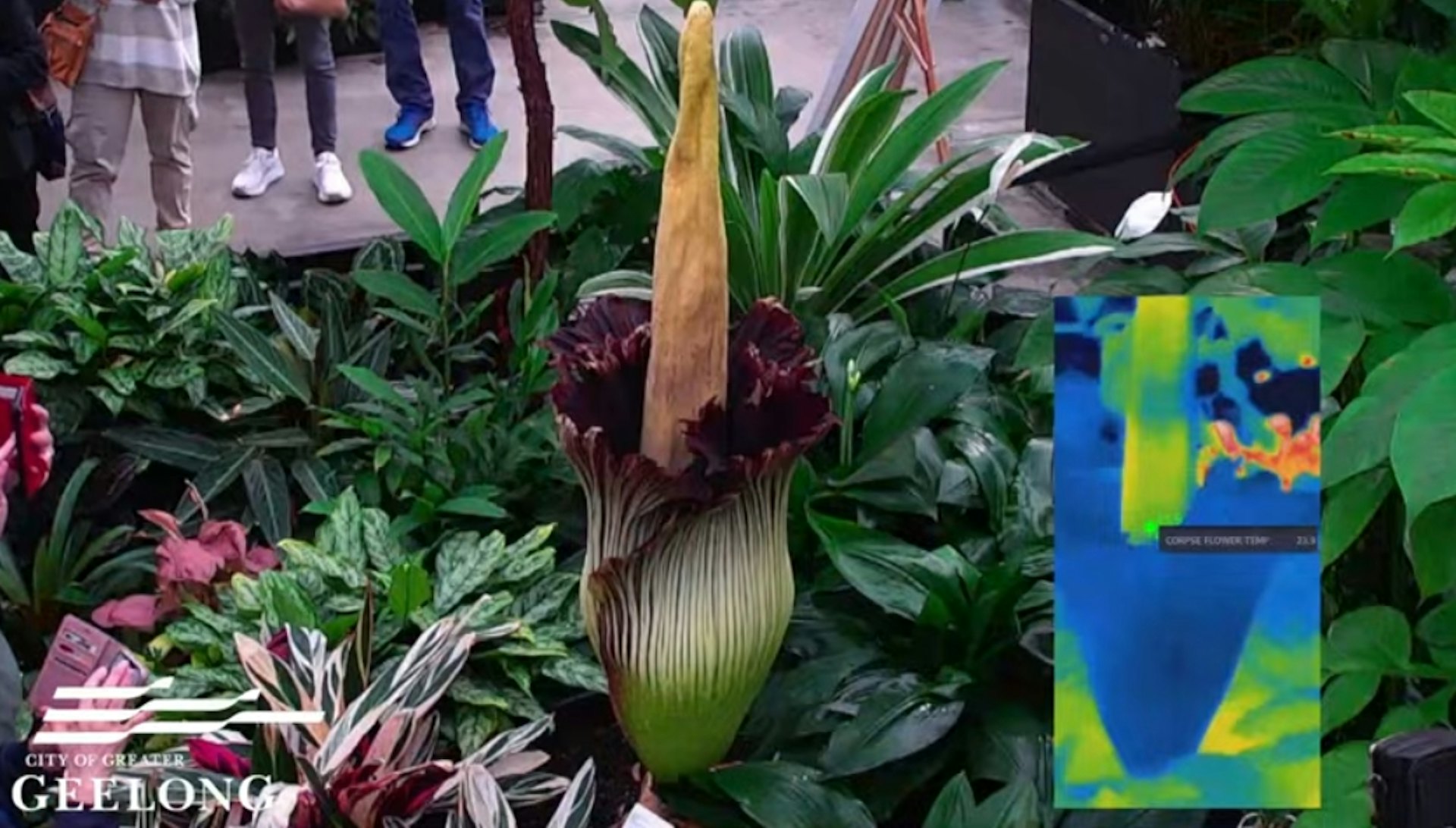澳洲墨爾本最近有一朵稀有的泰坦魔芋(俗稱「屍花」)盛開,散發出濃烈的腐臭氣味,吸引成千上萬人湧入吉朗市的植物園排隊觀賞。(YouTube@City of Greater Geelong)