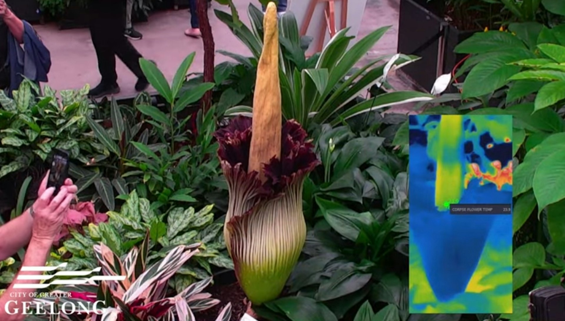 澳洲墨爾本最近有一朵稀有的泰坦魔芋(俗稱「屍花」)盛開,散發出濃烈的腐臭氣味,吸引成千上萬人湧入吉朗市的植物園排隊觀賞。(YouTube@City of Greater Geelong)