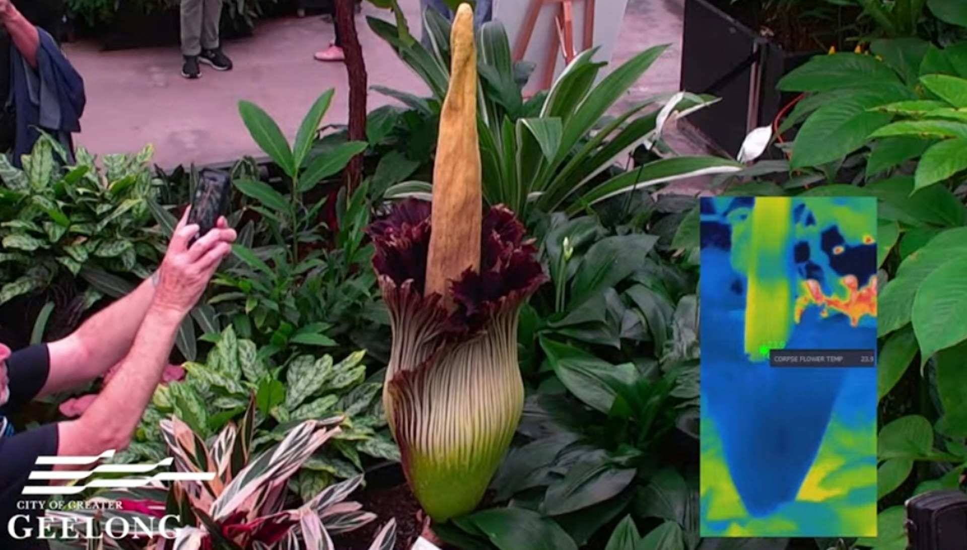 澳洲墨爾本最近有一朵稀有的泰坦魔芋(俗稱「屍花」)盛開,散發出濃烈的腐臭氣味,吸引成千上萬人湧入吉朗市的植物園排隊觀賞。(YouTube@City of Greater Geelong)