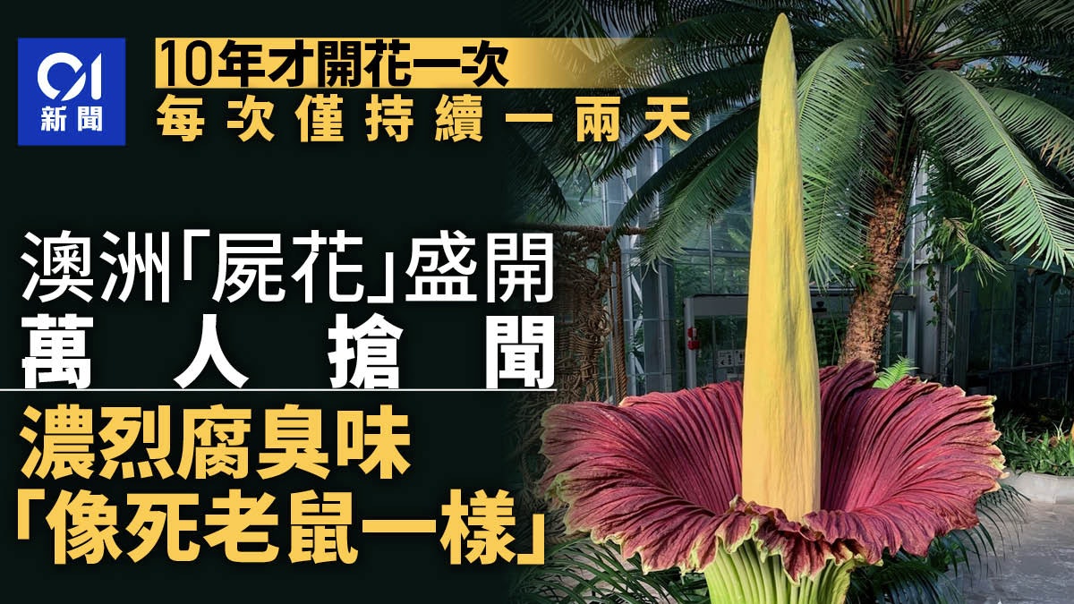 10年才開花一兩天 澳洲「屍花」盛開臭如死老鼠味 萬人搶聞