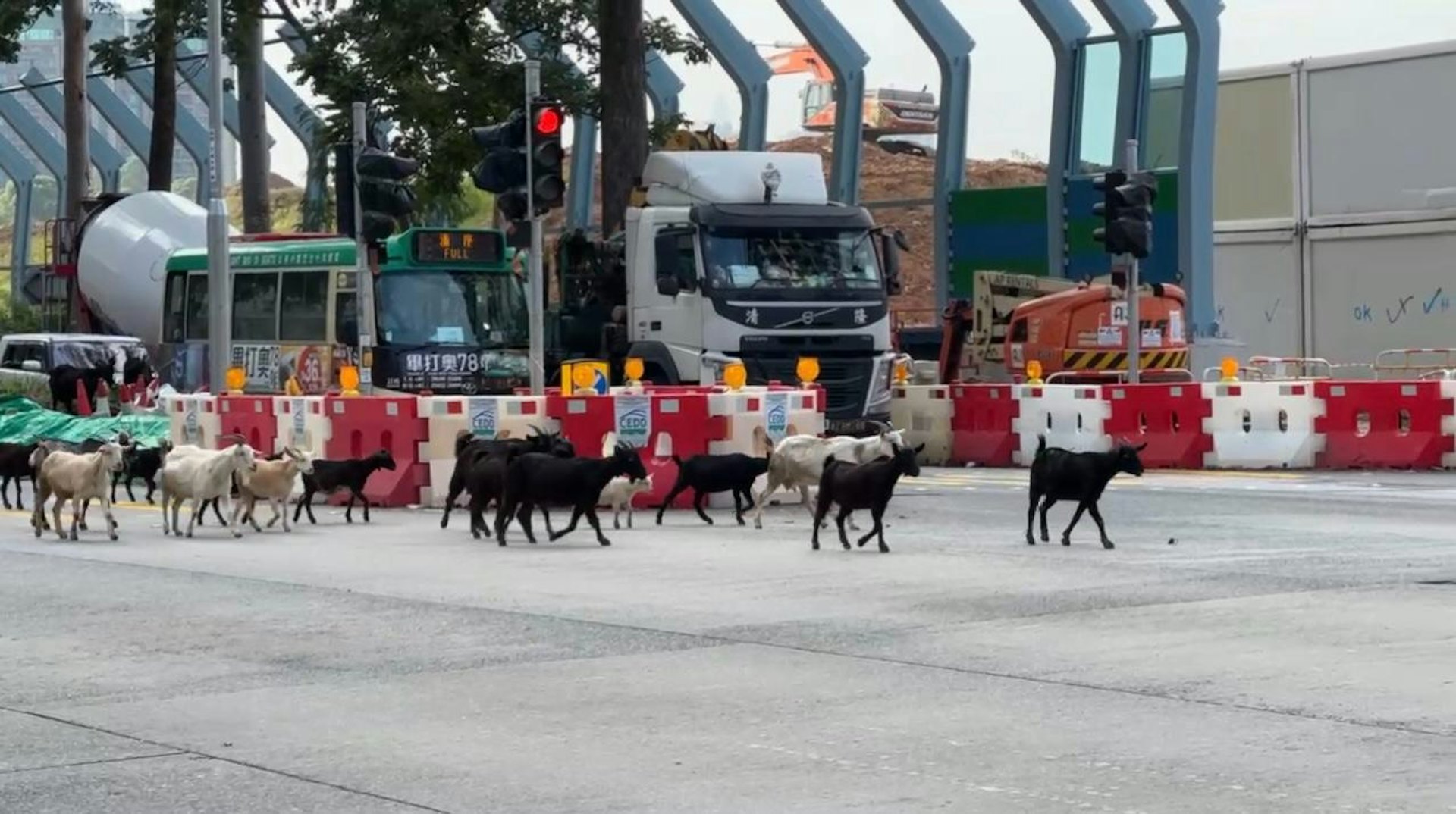 上周五下午約3時,粉嶺鬧市出現覓食羊群。牠們在馬適路與馬得路十字路口附近草堆吃草,更一度在馬路行走,阻塞交通。(蕭先生提供) 上周五下午約3時,粉嶺鬧市出現覓食羊群。牠們在馬適路與馬得路十字路口附近草堆吃草,更一度在馬路行走,阻塞交通。(蕭先生提供)