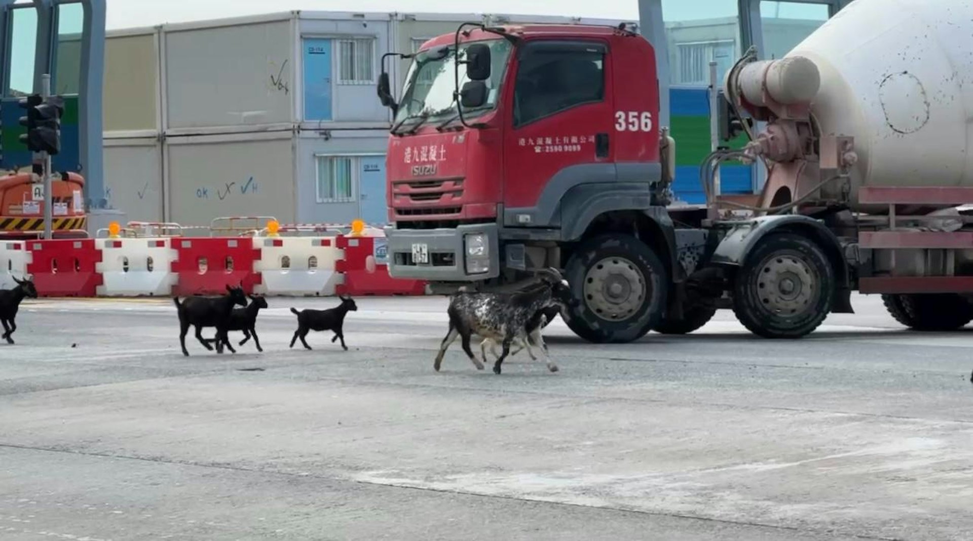 上周五下午約3時,粉嶺鬧市出現覓食羊群。牠們在馬適路與馬得路十字路口附近草堆吃草,更一度在馬路行走,阻塞交通。(蕭先生提供) 上周五下午約3時,粉嶺鬧市出現覓食羊群。牠們在馬適路與馬得路十字路口附近草堆吃草,更一度在馬路行走,阻塞交通。(蕭先生提供)