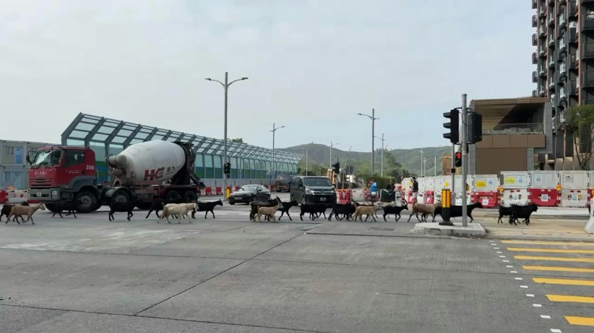 上周五下午約3時,粉嶺鬧市出現覓食羊群。牠們在馬適路與馬得路十字路口附近草堆吃草,更一度在馬路行走,阻塞交通。(蕭先生提供) 上周五下午約3時,粉嶺鬧市出現覓食羊群。牠們在馬適路與馬得路十字路口附近草堆吃草,更一度在馬路行走,阻塞交通。(蕭先生提供)