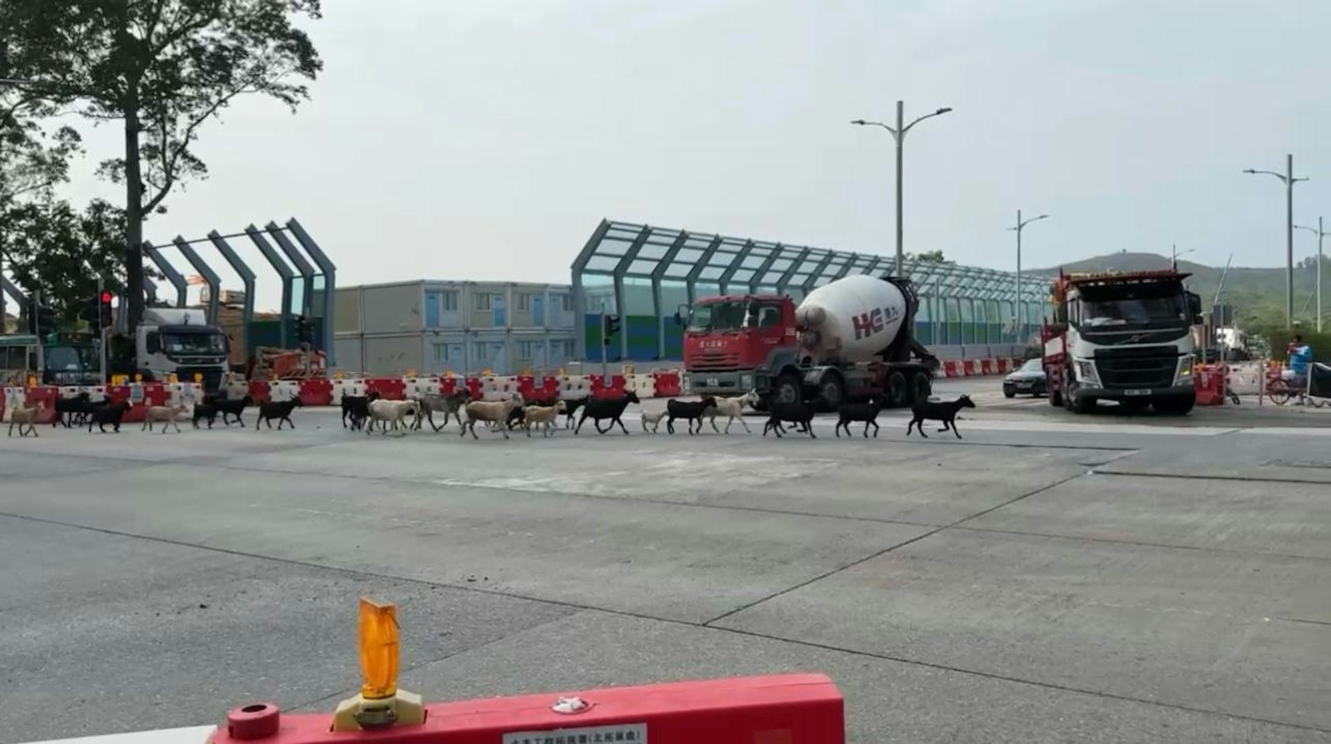 上周五下午約3時,粉嶺鬧市出現覓食羊群。牠們在馬適路與馬得路十字路口附近草堆吃草,更一度在馬路行走,阻塞交通。(蕭先生提供) 上周五下午約3時,粉嶺鬧市出現覓食羊群。牠們在馬適路與馬得路十字路口附近草堆吃草,更一度在馬路行走,阻塞交通。(蕭先生提供)