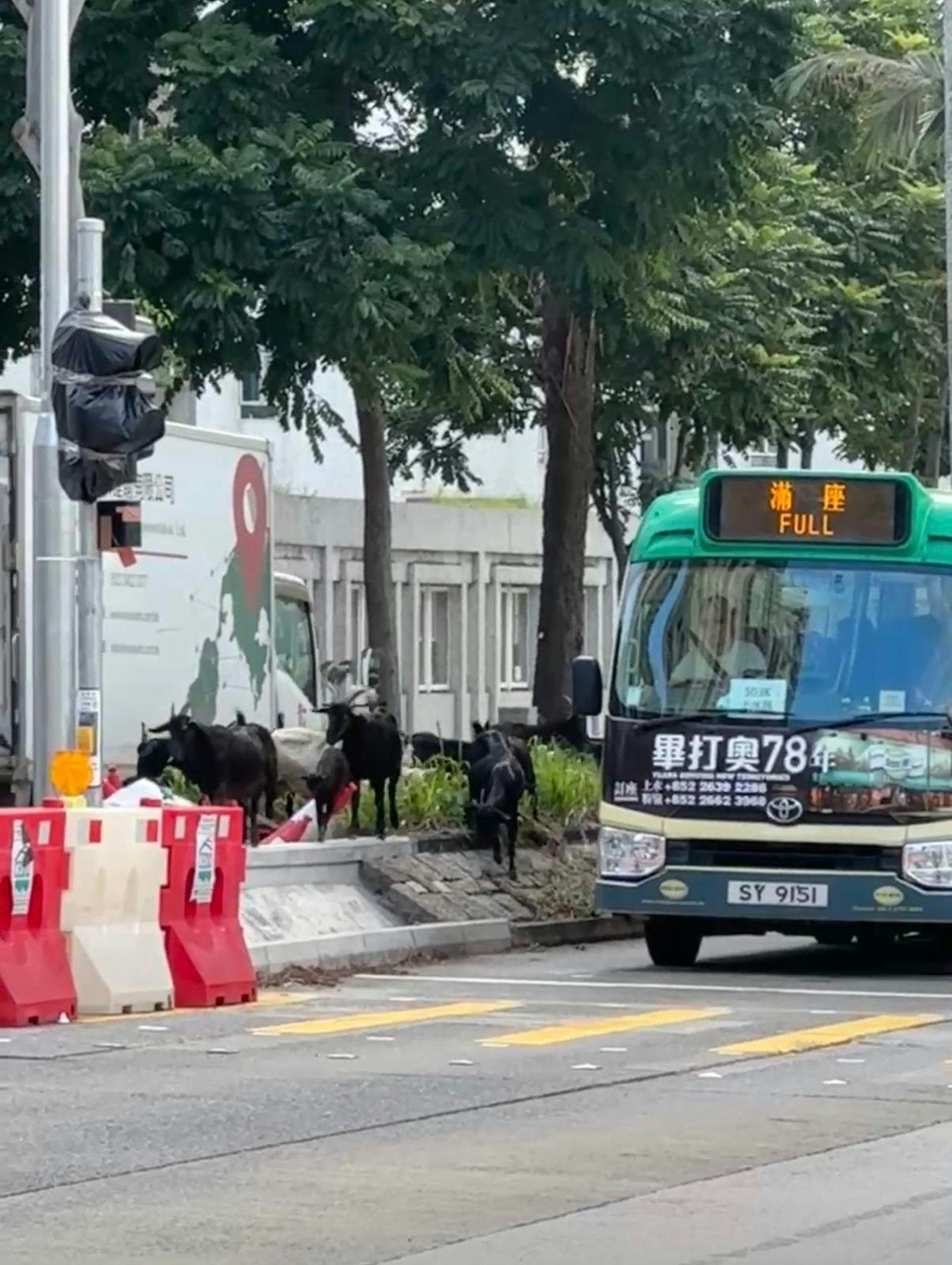 上周五下午約3時,粉嶺鬧市出現覓食羊群。牠們在馬適路與馬得路十字路口附近草堆吃草,更一度在馬路行走,阻塞交通。(蕭先生提供) 上周五下午約3時,粉嶺鬧市出現覓食羊群。牠們在馬適路與馬得路十字路口附近草堆吃草,更一度在馬路行走,阻塞交通。(蕭先生提供)