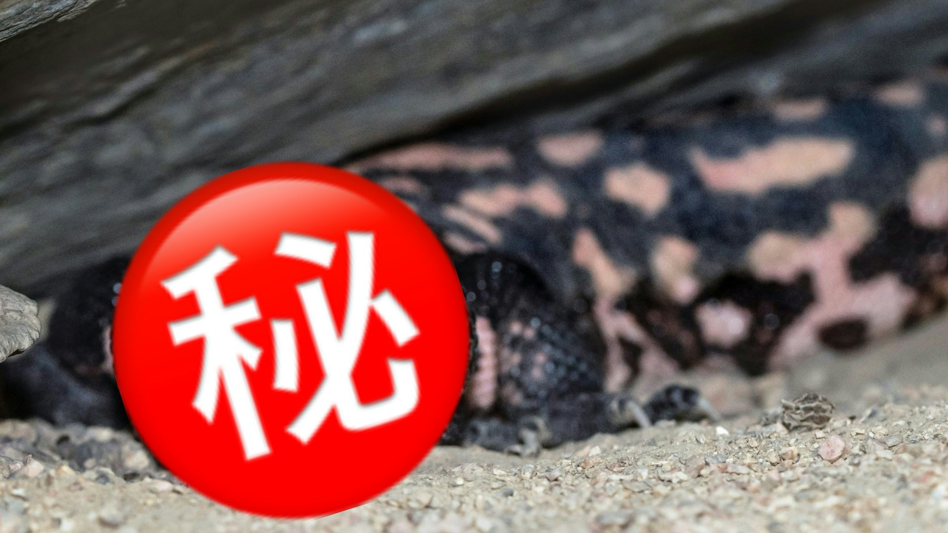 一種「有毒生物」口水竟能驗出罕見腫瘤 經改良後準確率達95% 一種「有毒生物」口水竟能驗出罕見腫瘤 經改良後準確率達95%
