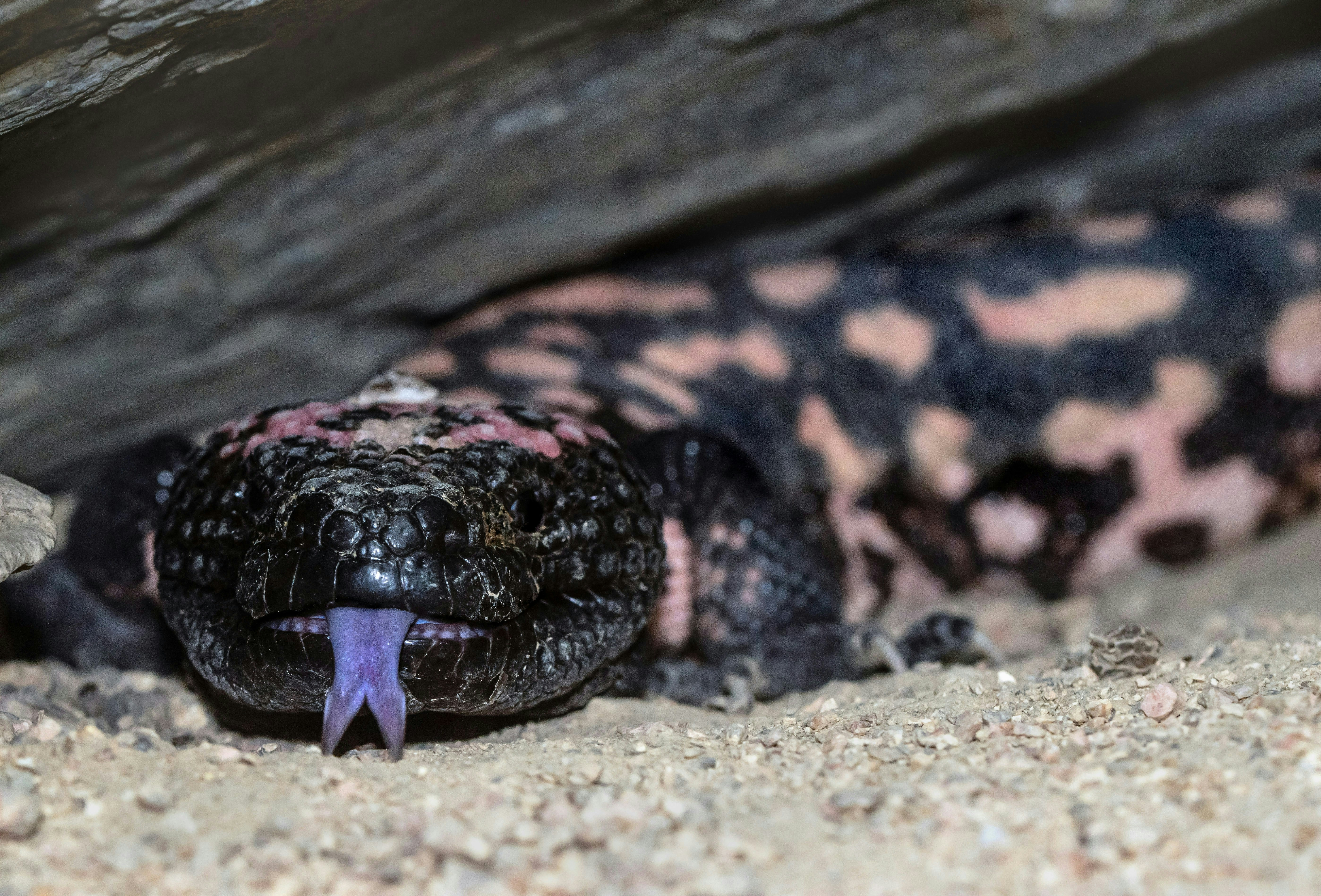 吉拉毒蜥（Gila monster）是全球僅有的兩種毒蜥蜴之一。（unsplash@davidclode）