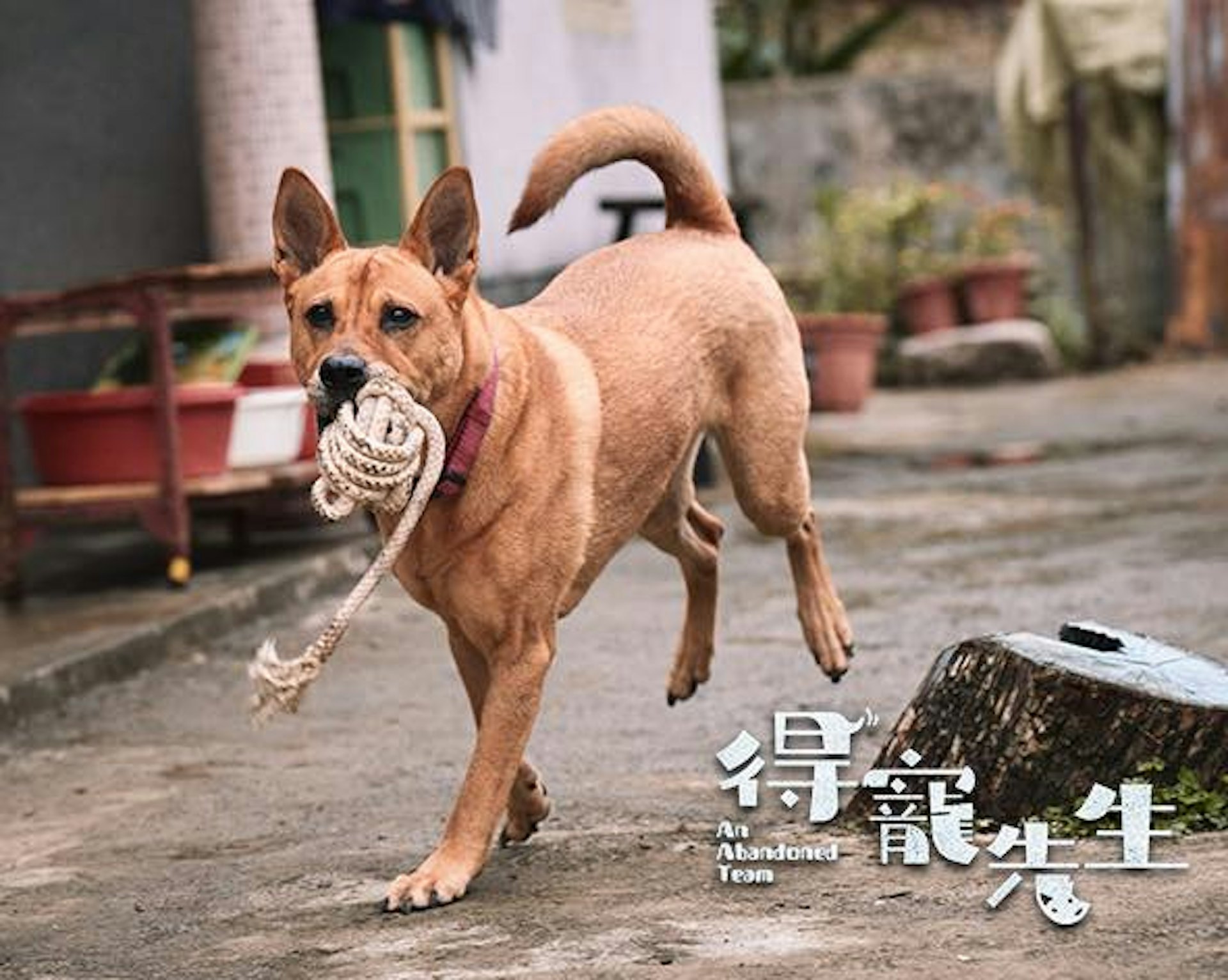 《得寵先生》劇照 《得寵先生》劇照