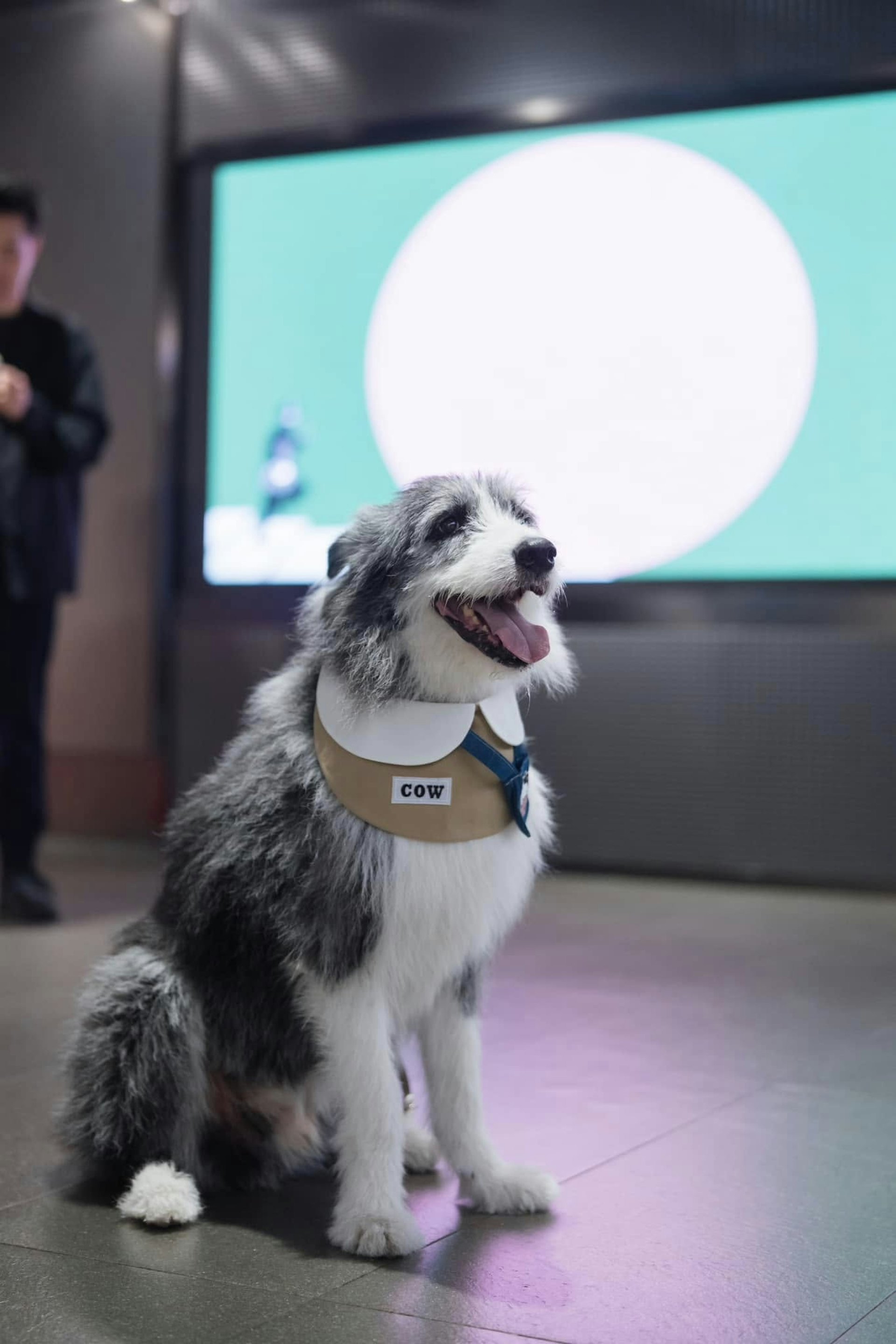 《得寵先生》宣傳活動照片(fb@AnAbandonedTeam) 《得寵先生》宣傳活動照片(fb@AnAbandonedTeam)