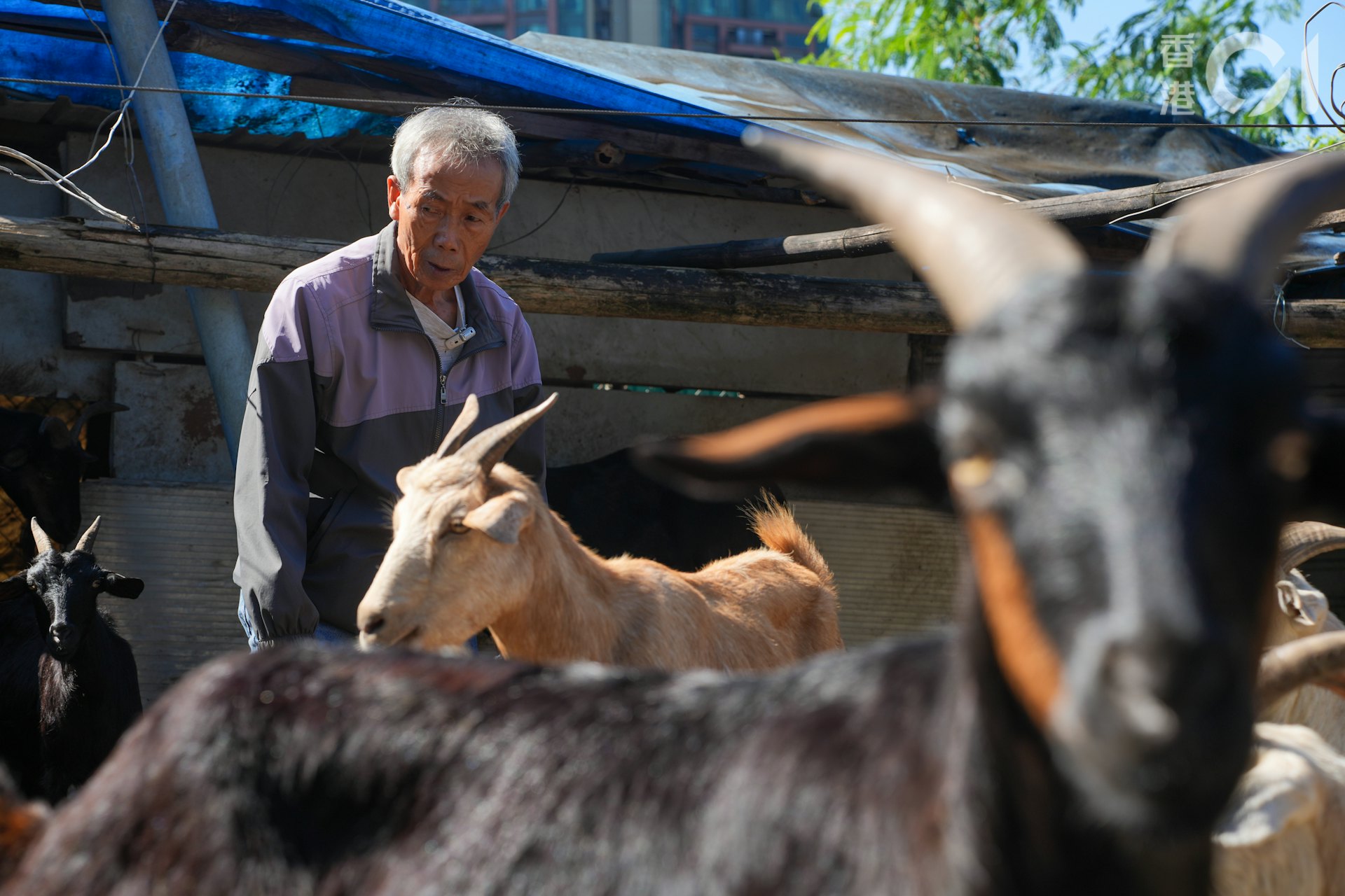 何桂華在石湖新村牧洋近20年。(黃浩謙攝) 何桂華在石湖新村牧洋近20年。(黃浩謙攝)