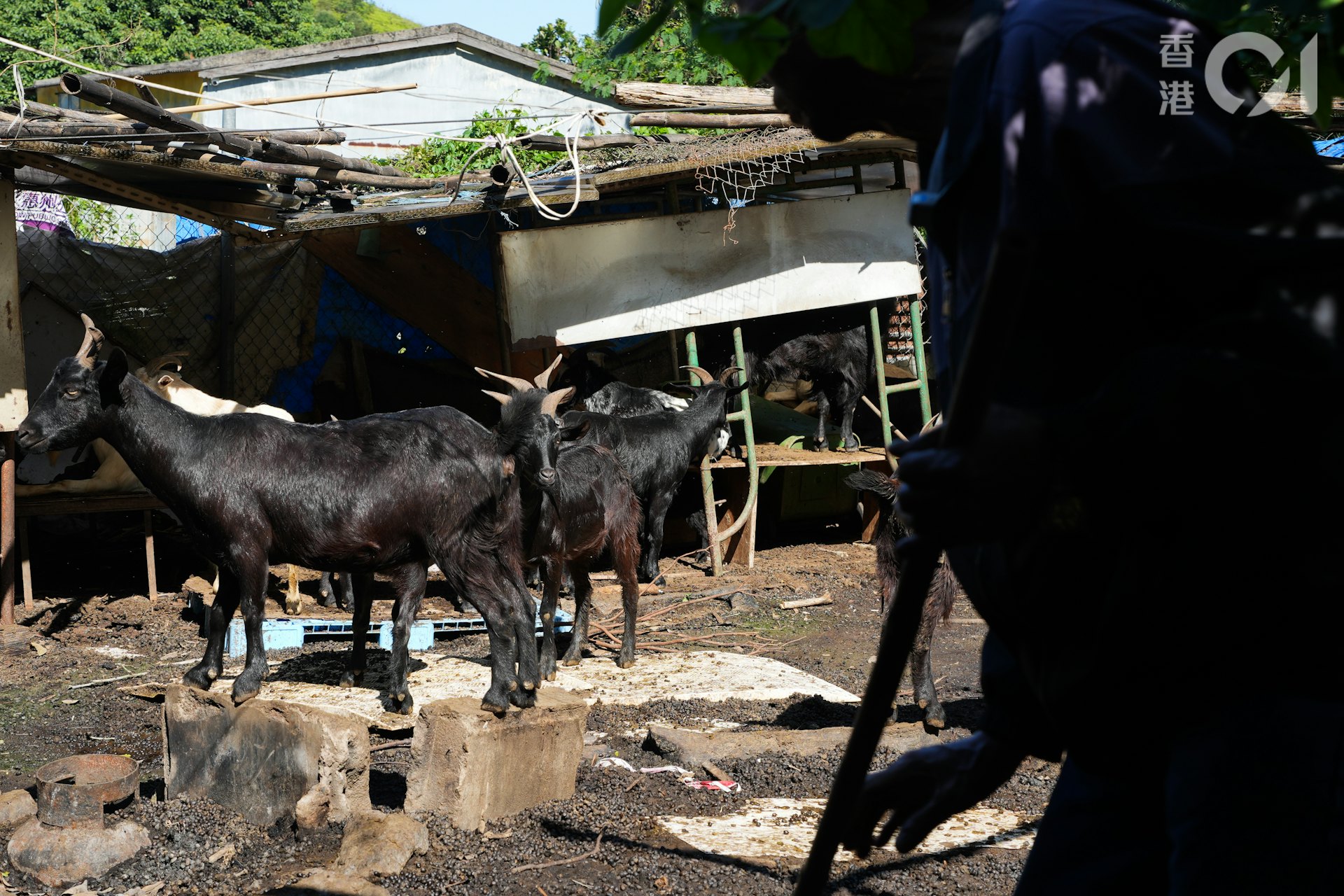 何桂華在石湖新村牧洋近20年。(黃浩謙攝) 何桂華在石湖新村牧洋近20年。(黃浩謙攝)
