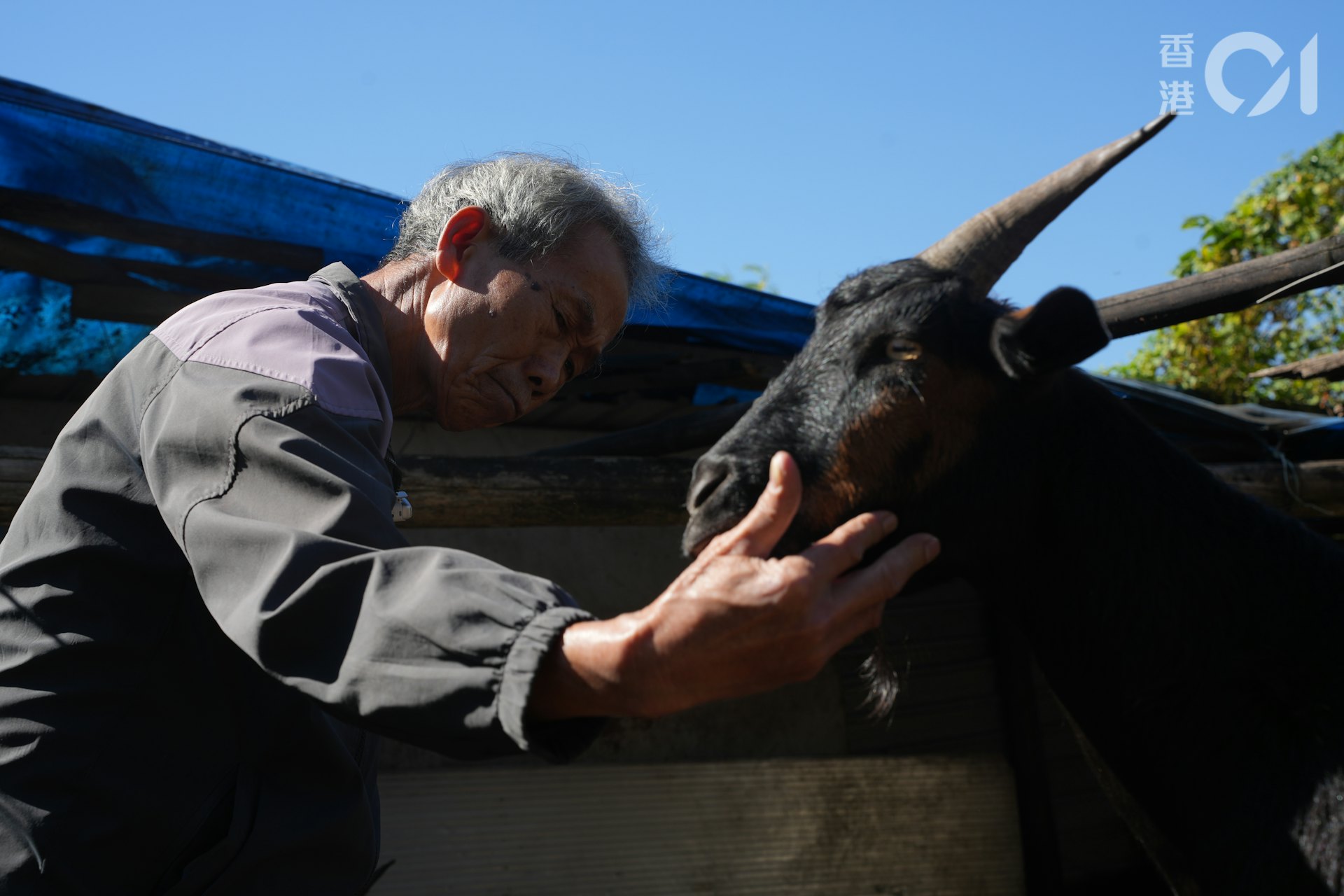 何桂華在石湖新村牧洋近20年。(黃浩謙攝) 何桂華在石湖新村牧洋近20年。(黃浩謙攝)