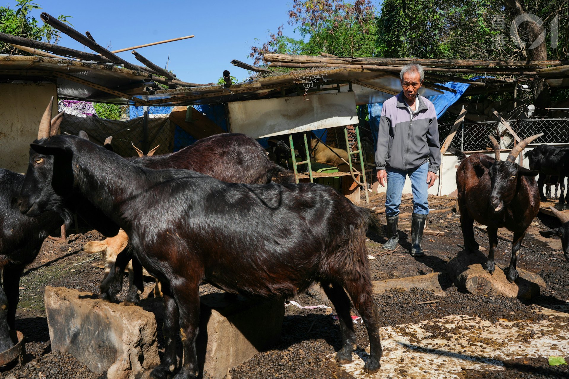 何桂華的羊棚有50多隻羊。(黃浩謙攝) 何桂華的羊棚有50多隻羊。(黃浩謙攝)