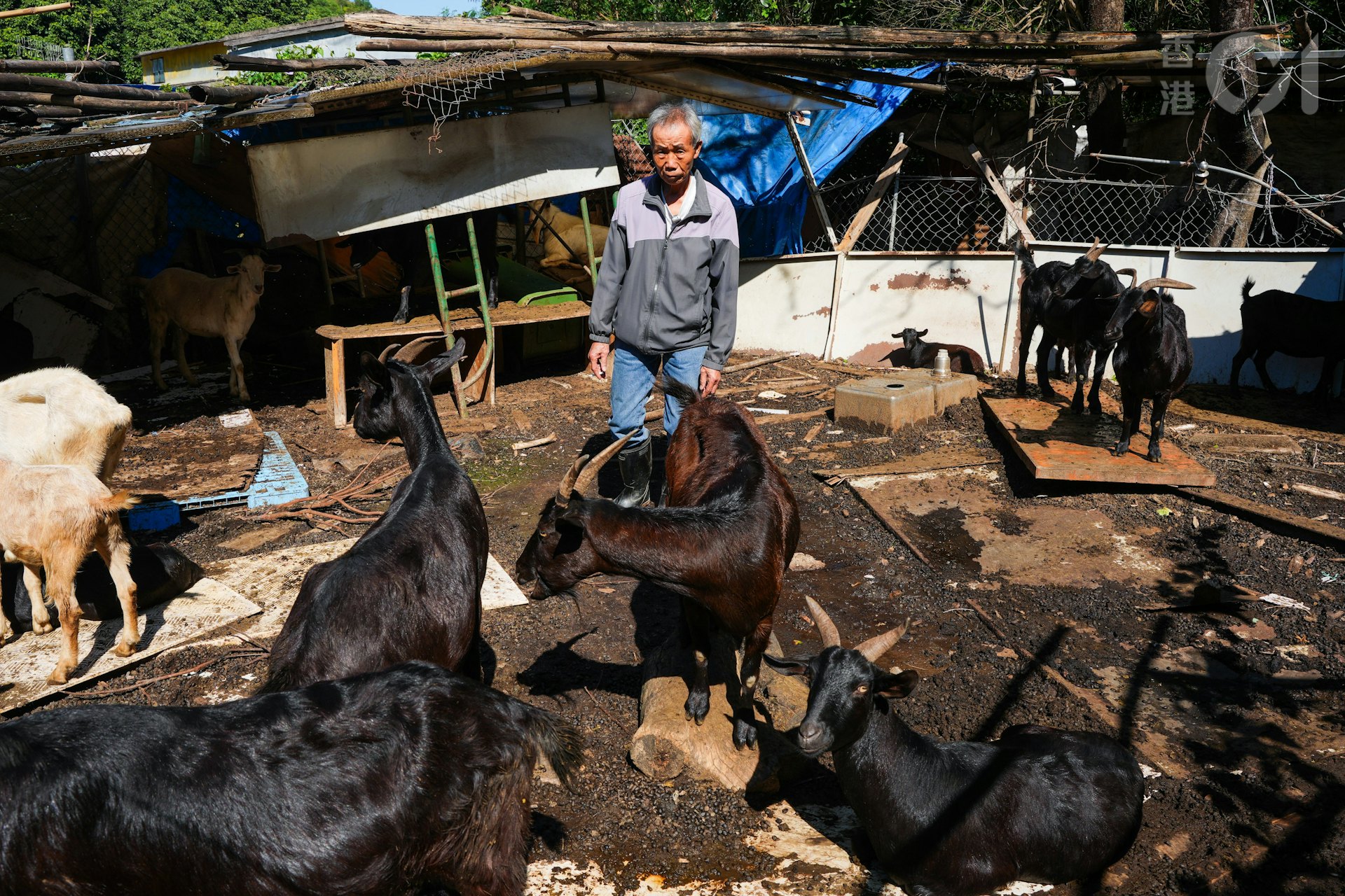 何桂華的羊棚有50多隻羊。(黃浩謙攝) 何桂華的羊棚有50多隻羊。(黃浩謙攝)
