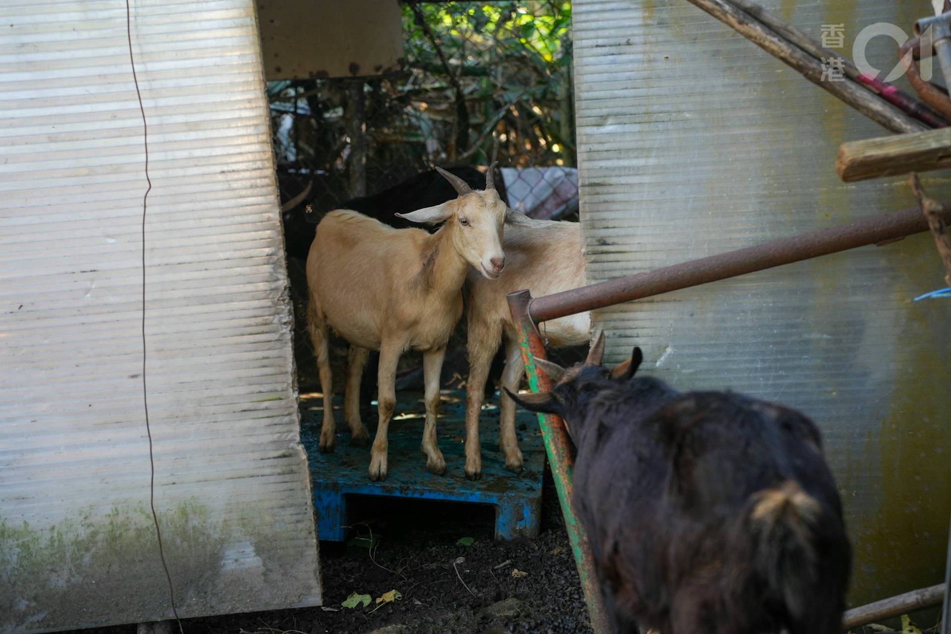 何桂華的羊棚有50多隻羊。(黃浩謙攝) 何桂華的羊棚有50多隻羊。(黃浩謙攝)