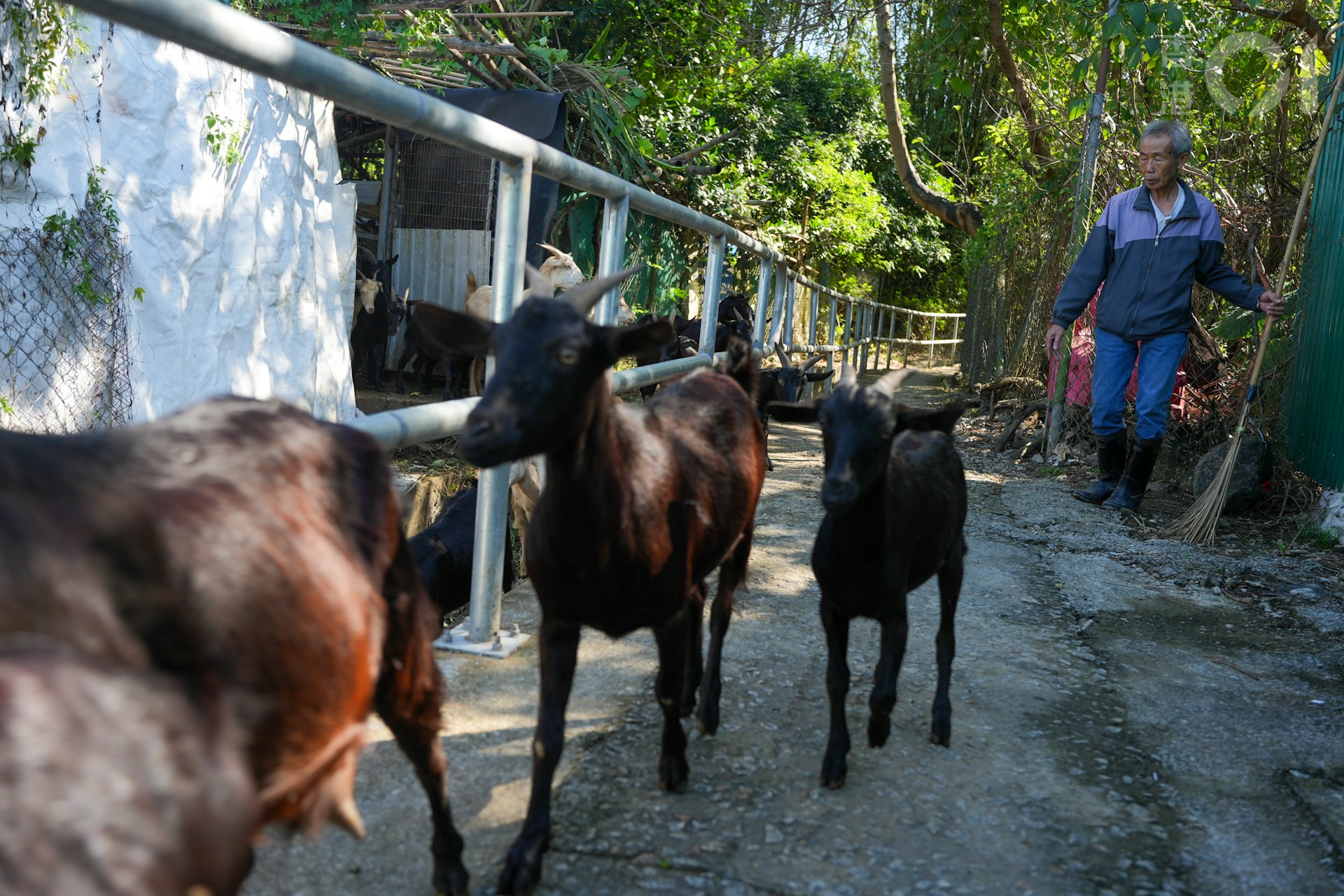 何桂華的羊棚有50多隻羊。(黃浩謙攝) 何桂華的羊棚有50多隻羊。(黃浩謙攝)